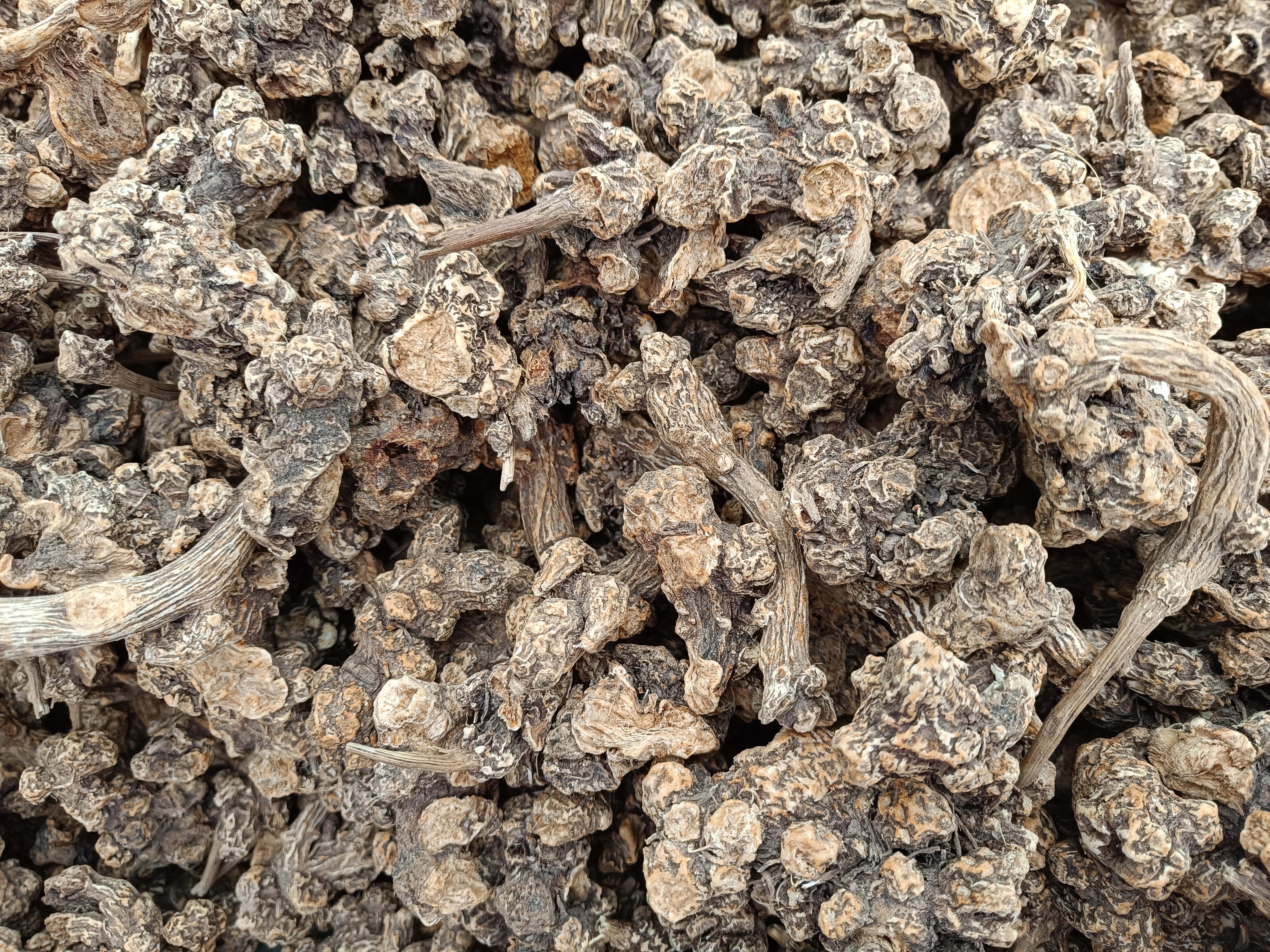 白芷白术泡茶图