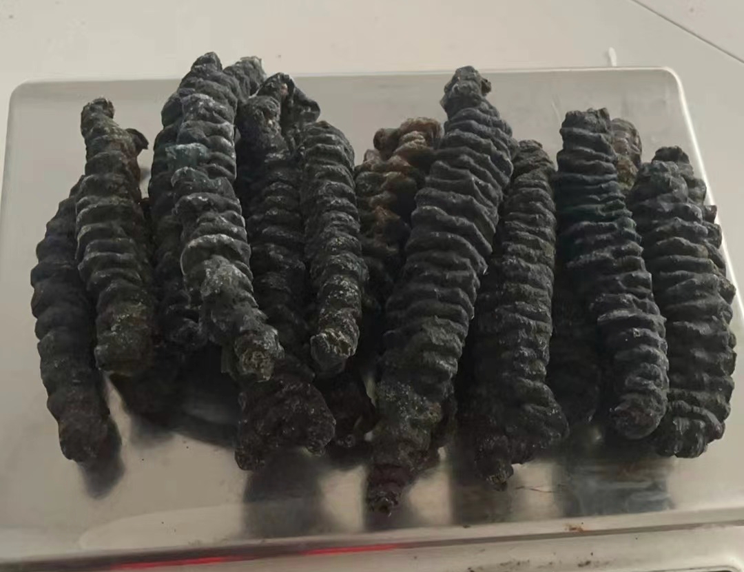 花蛤内部的黑色物质特写