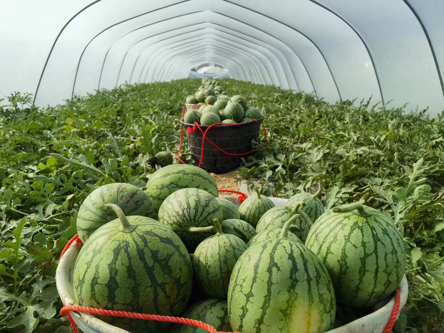 海南特小凤西瓜分拣包装车间实景