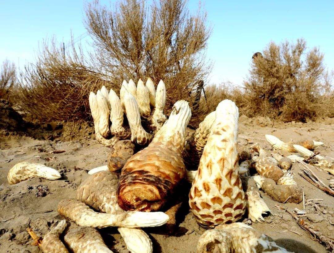 荒漠肉苁蓉植株特写