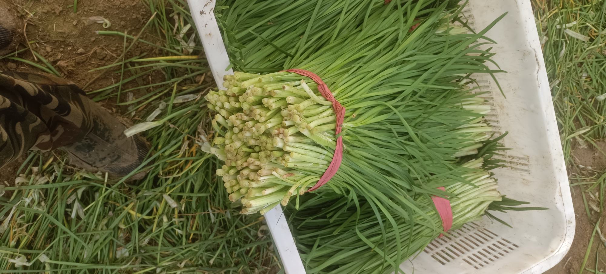 农贸市场绿色蔬菜摊位,整齐捆扎的新鲜韭菜摆放在竹筐中,叶片挺拔翠绿,根部湿润带土,商贩正在整理货物,背景有人流走动,体现农产品源头新鲜感 菜市场摊位上的新鲜韭菜