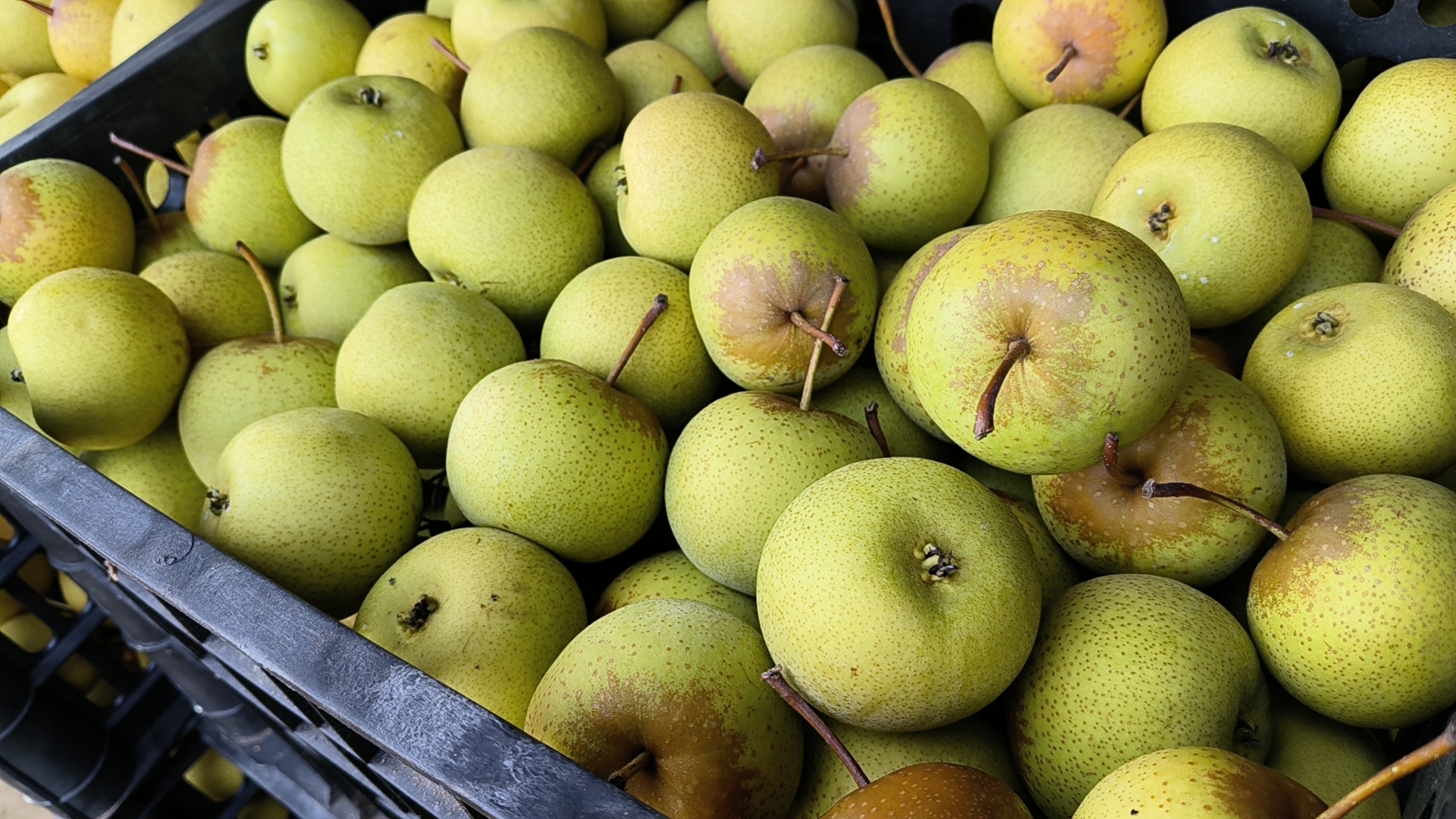 一颗新鲜采摘的酸梨被横向切开,露出中心深褐色的梨籽群,周围果肉呈淡黄色,汁水丰富,背景为自然田园环境,光线柔和 酸梨果实剖面图展示梨籽位置