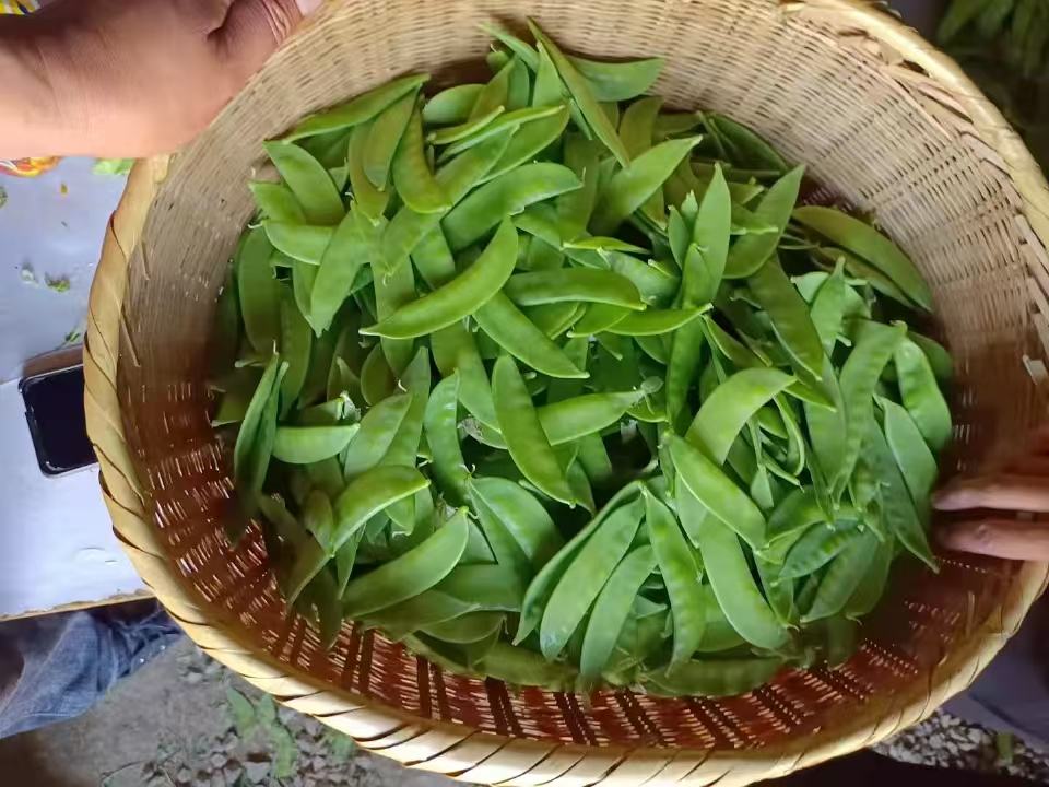荷兰豆实物图