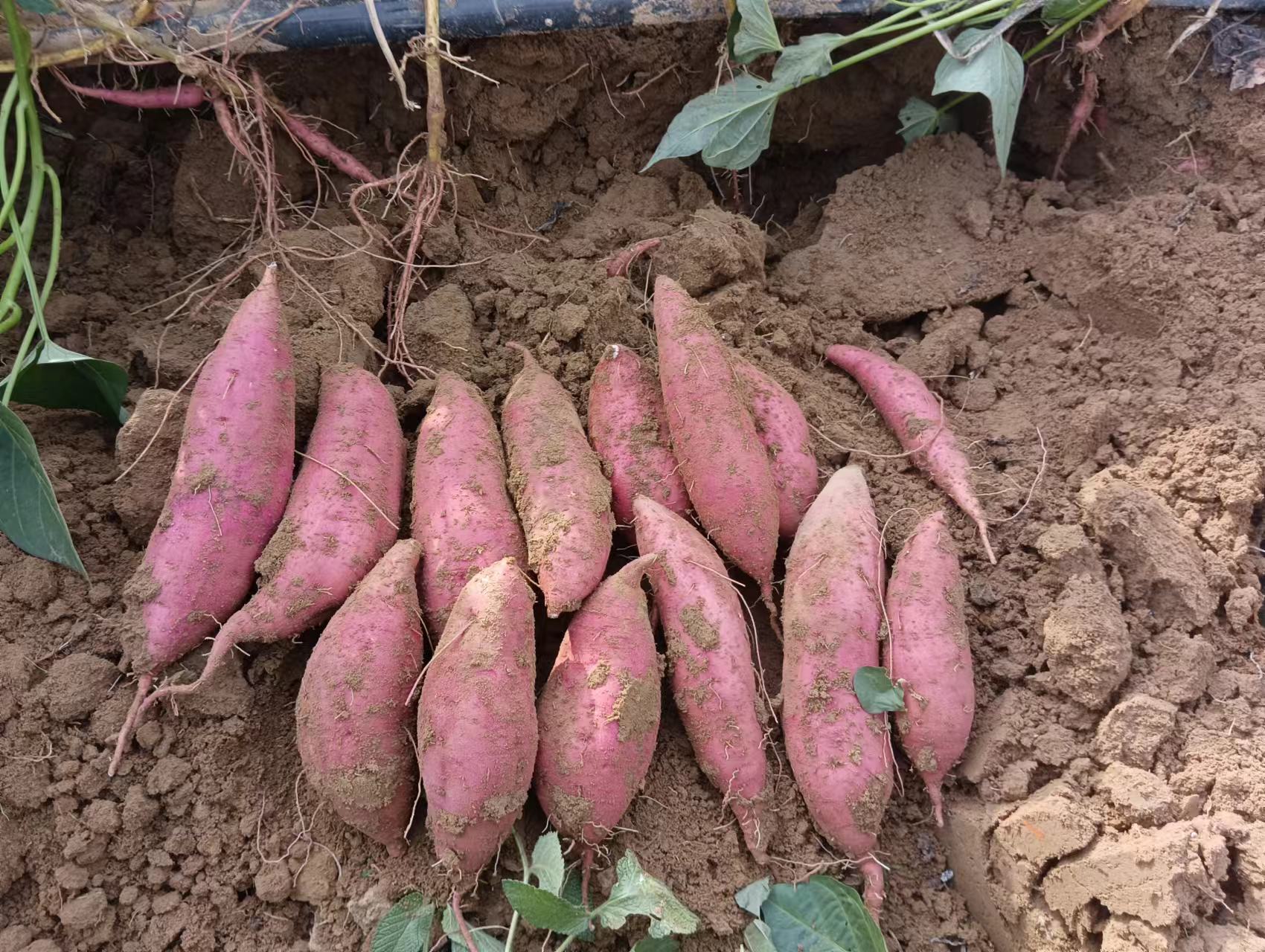 熟地黄种植与采收场景