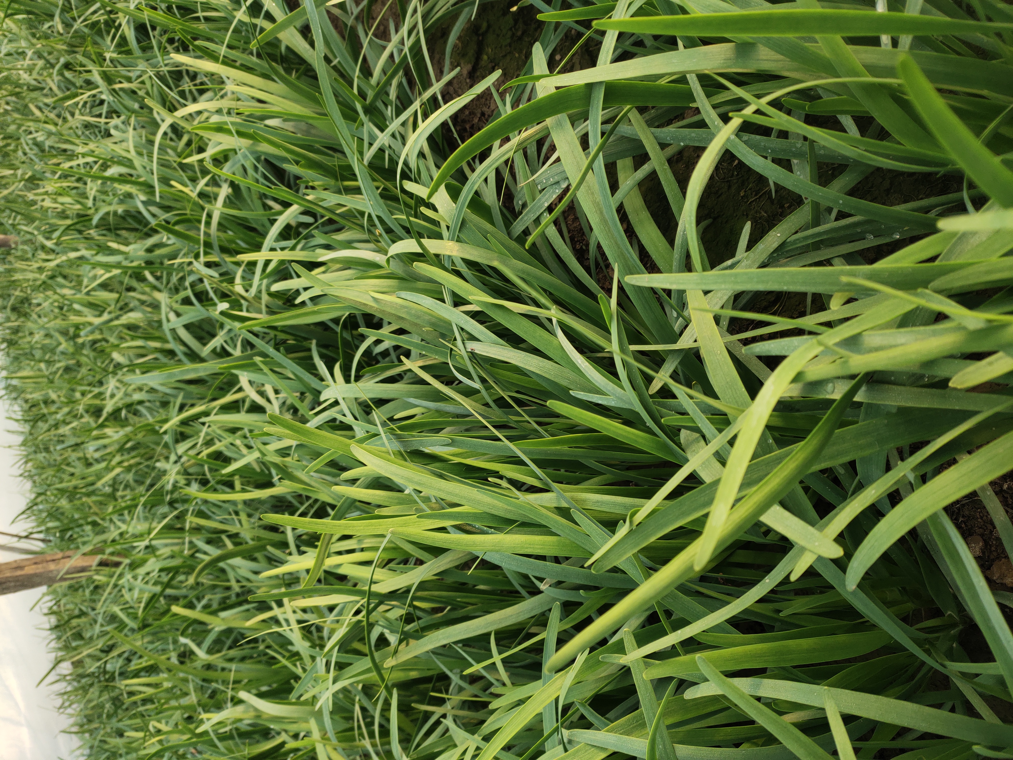 白根韭菜与紫根韭菜外观对比图