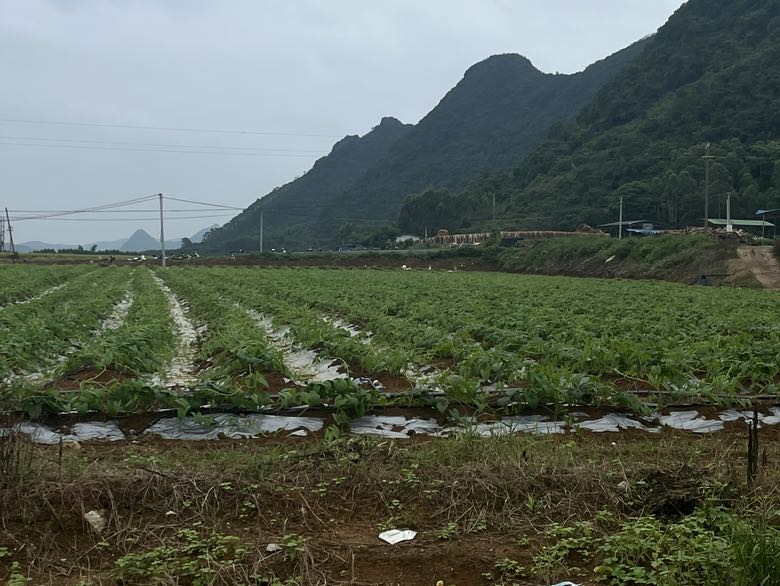 一片广袤的山药种植田地,土壤疏松呈沙壤质地,农民正在田间劳作,部分已收获的山药整齐堆放在田埂上,阳光洒在绿油油的山药藤蔓上,展现出典型的山药主产区农耕场景 山药田地全景图