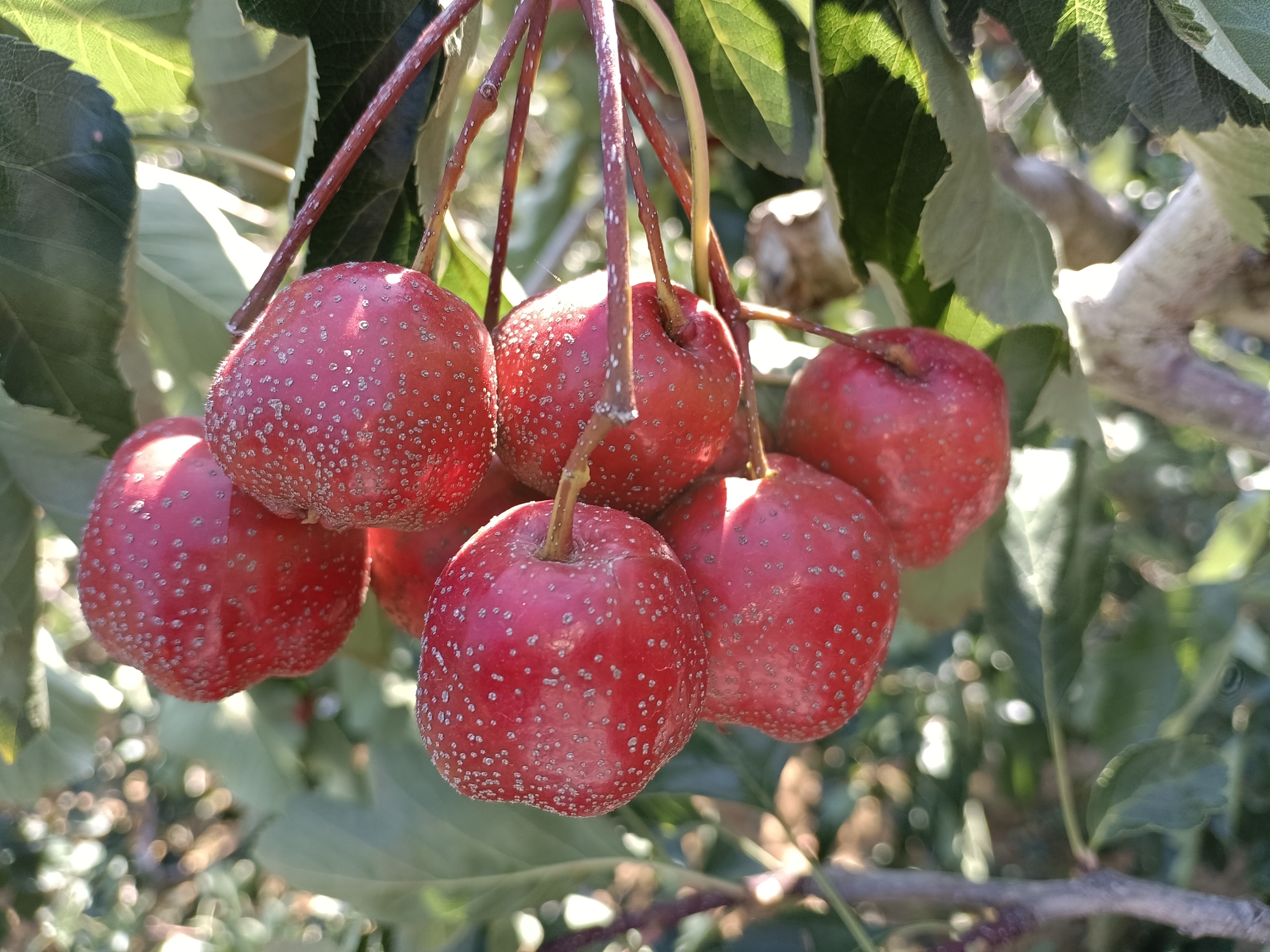 大五棱山楂果实特写图,展示其明显的五棱结构和饱满的果形 大五棱山楂特写