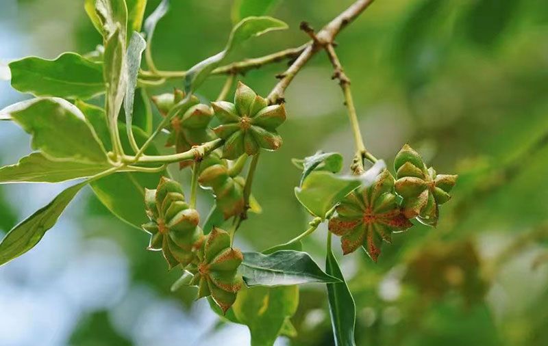 八角树在阳光下结出饱满果实