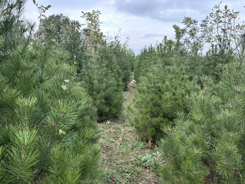 白皮松林带中不同胸径树木的群落结构