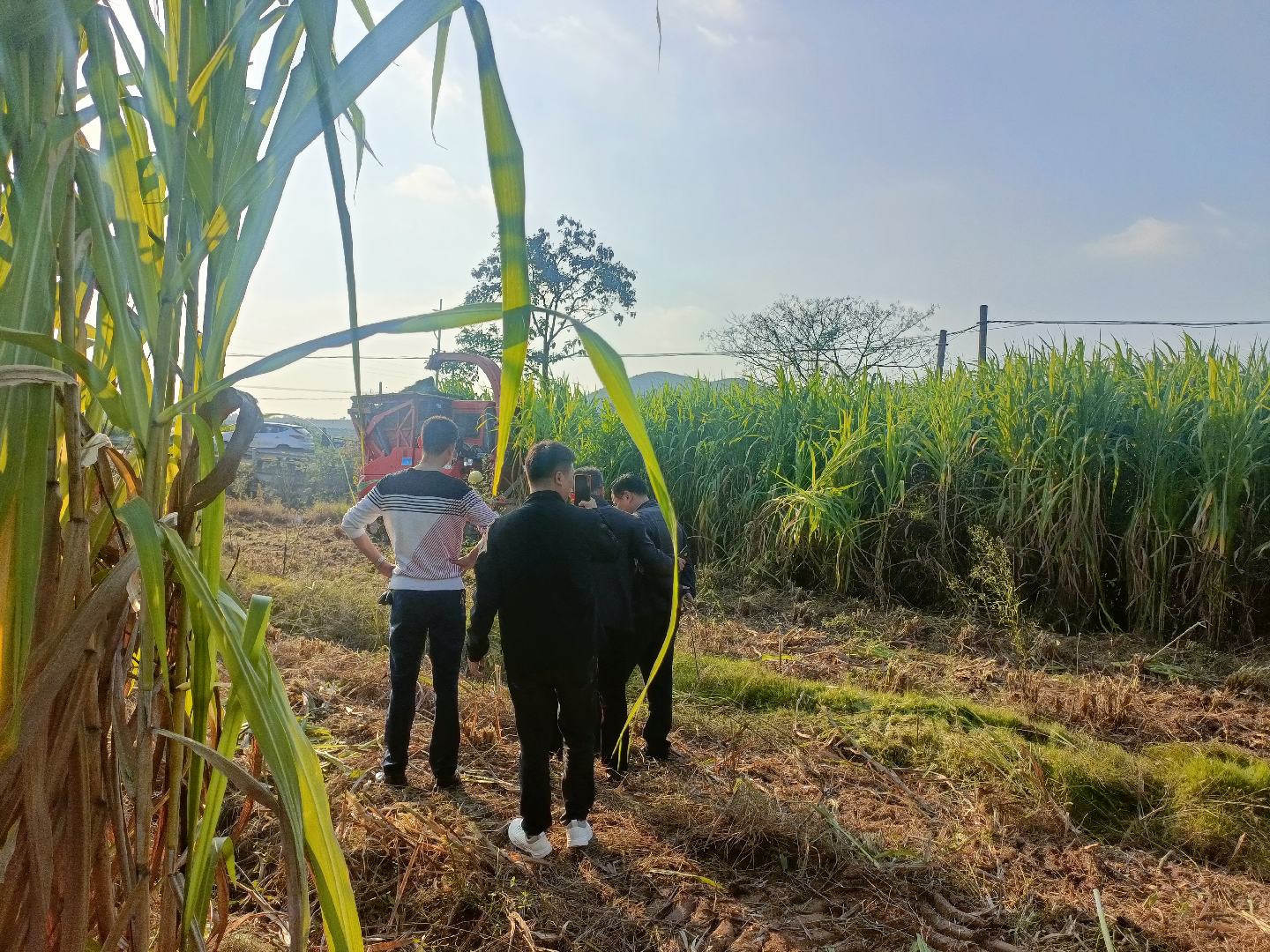 平度小麦收割现场图