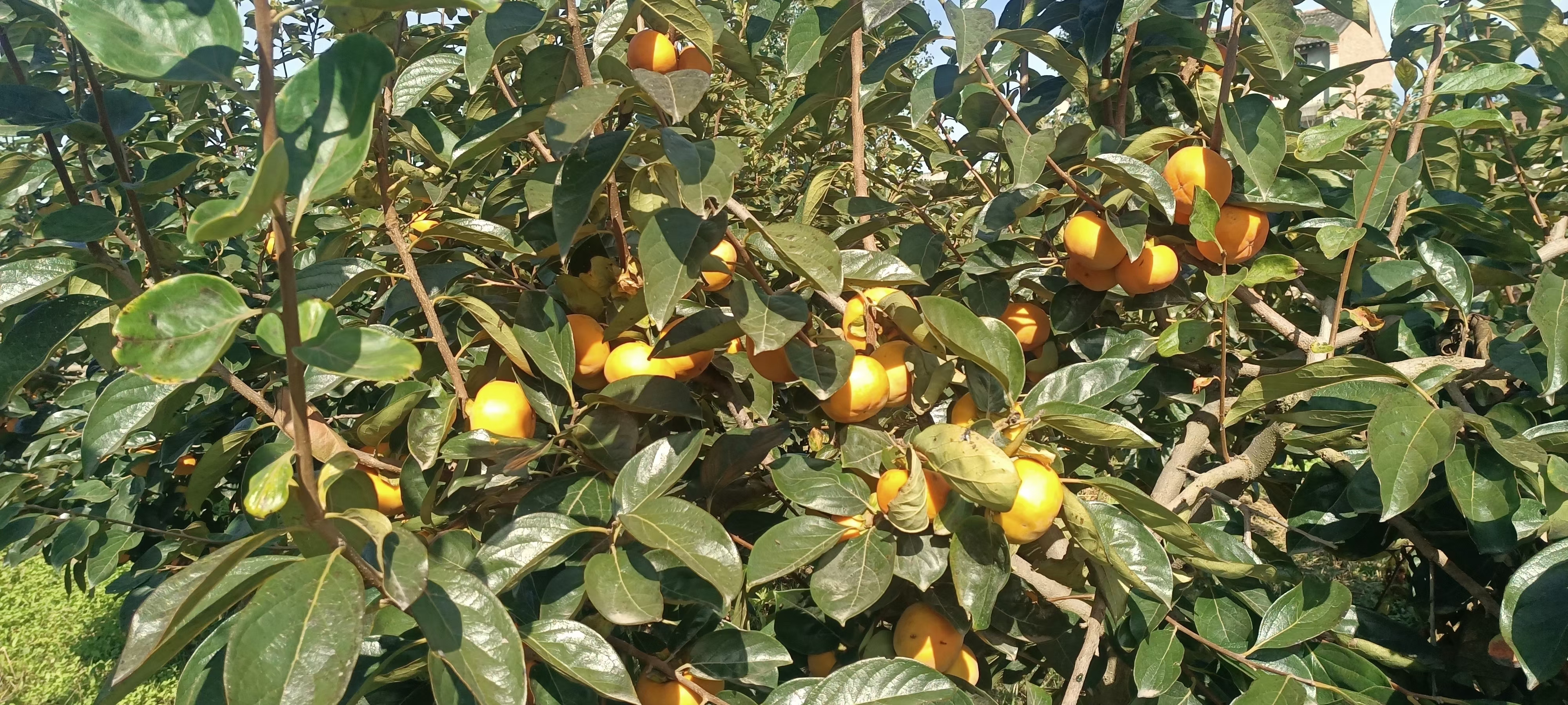 日本甜柿果园全景航拍图