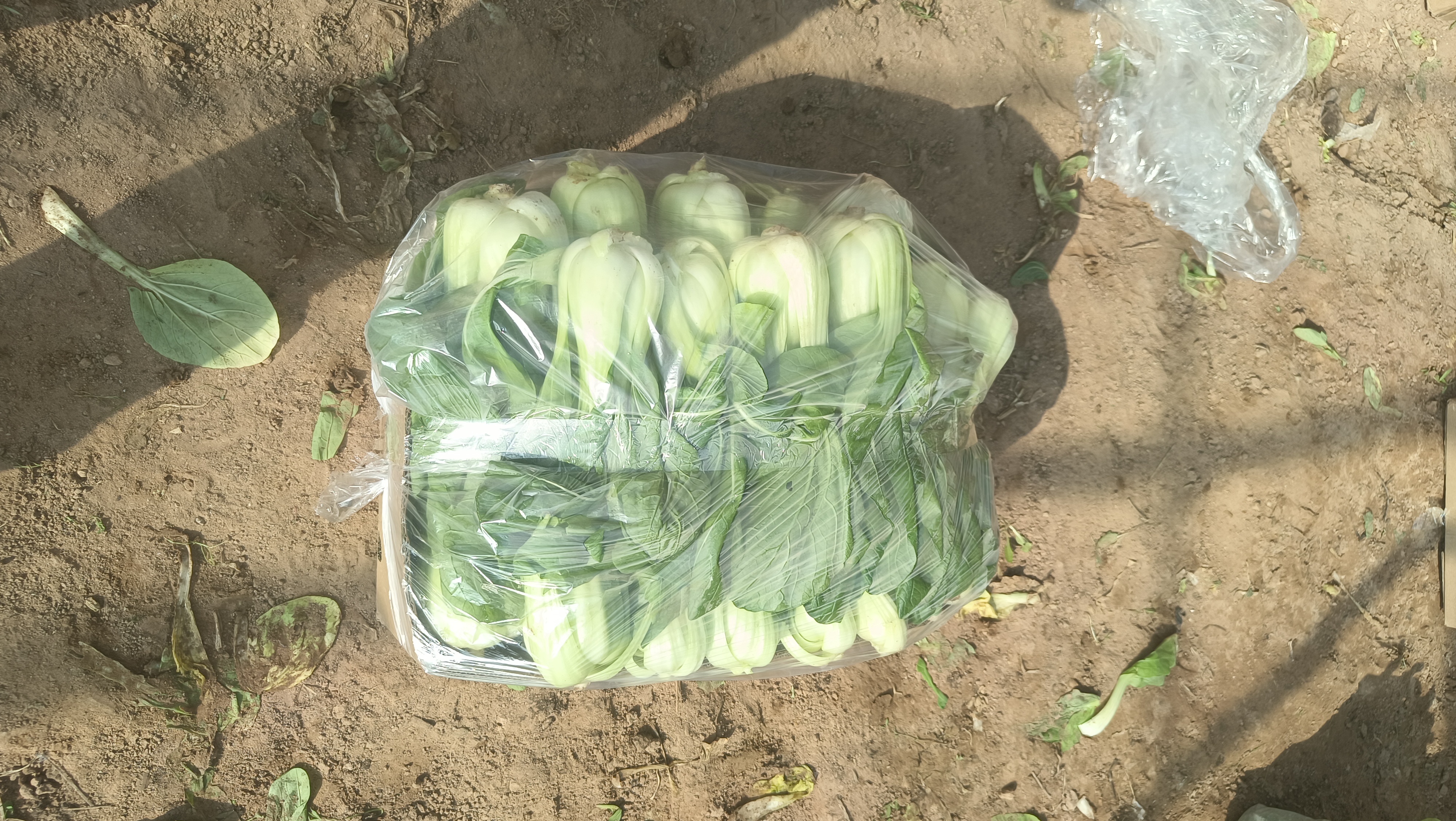 油菜初花期硼肥喷施现场