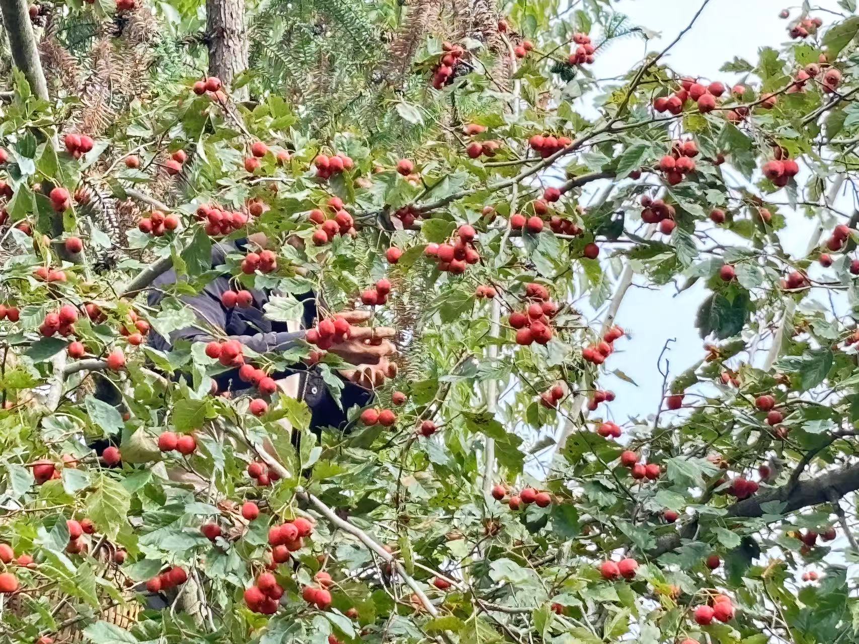 龙柏果子被鸟类啄食的场景