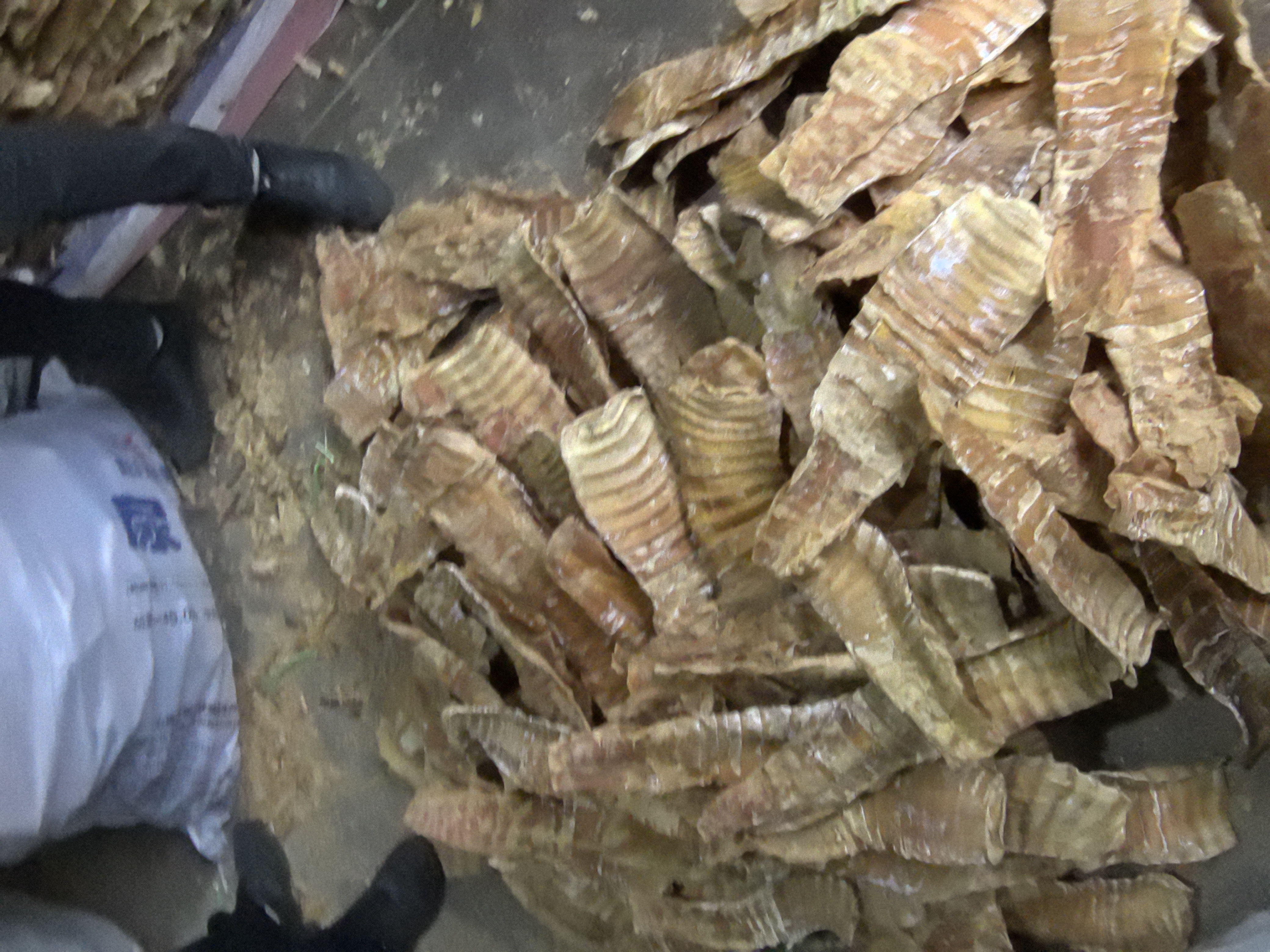 甜竹笋加工包装车间