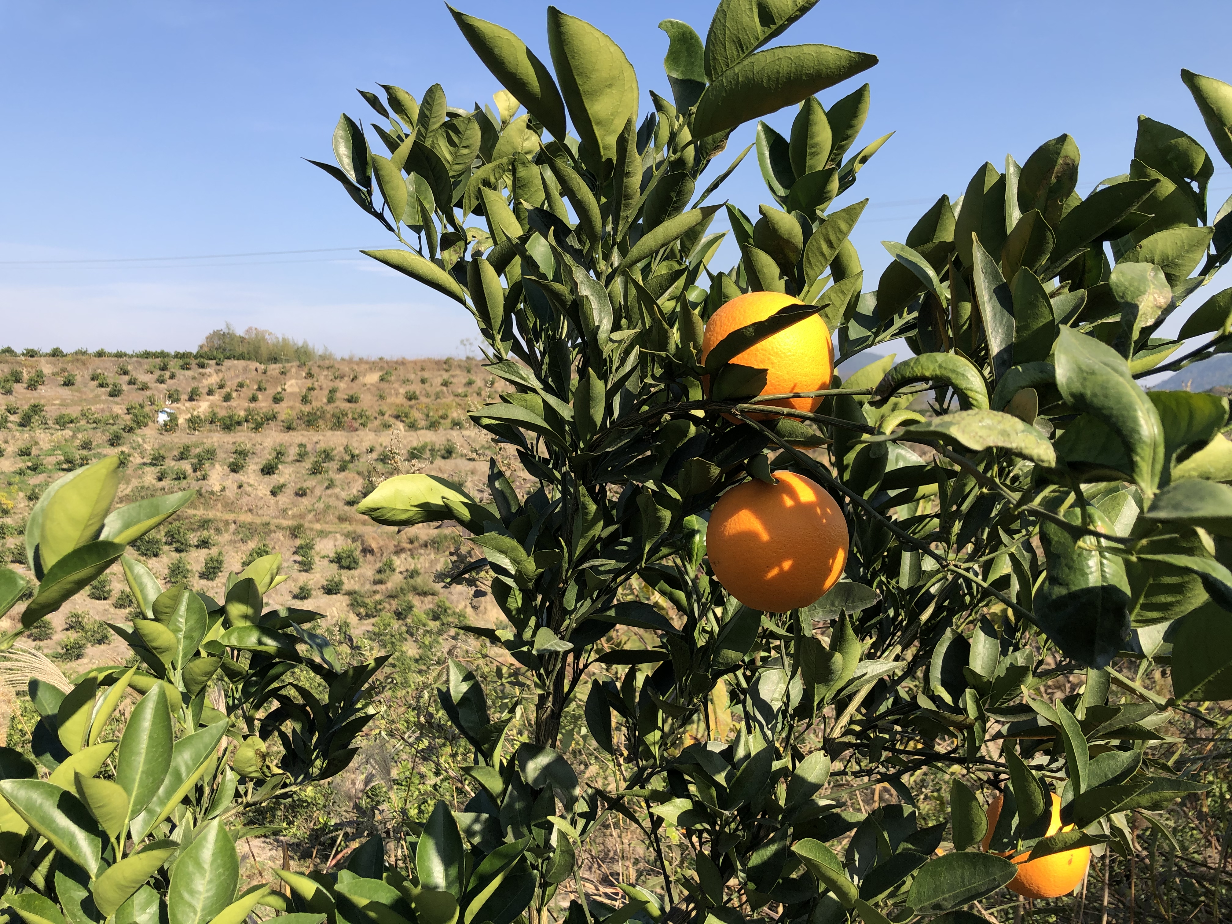 一片成熟的红心脐橙果园,树上挂满橙红色果实,部分果实已呈现粉红果肉特征;地面覆盖有机 mulch,滴灌系统清晰可见;背景为丘陵地形,阳光充足,反映南方冬季晴朗天气下的果园状态 红心脐橙果园成熟期实景图