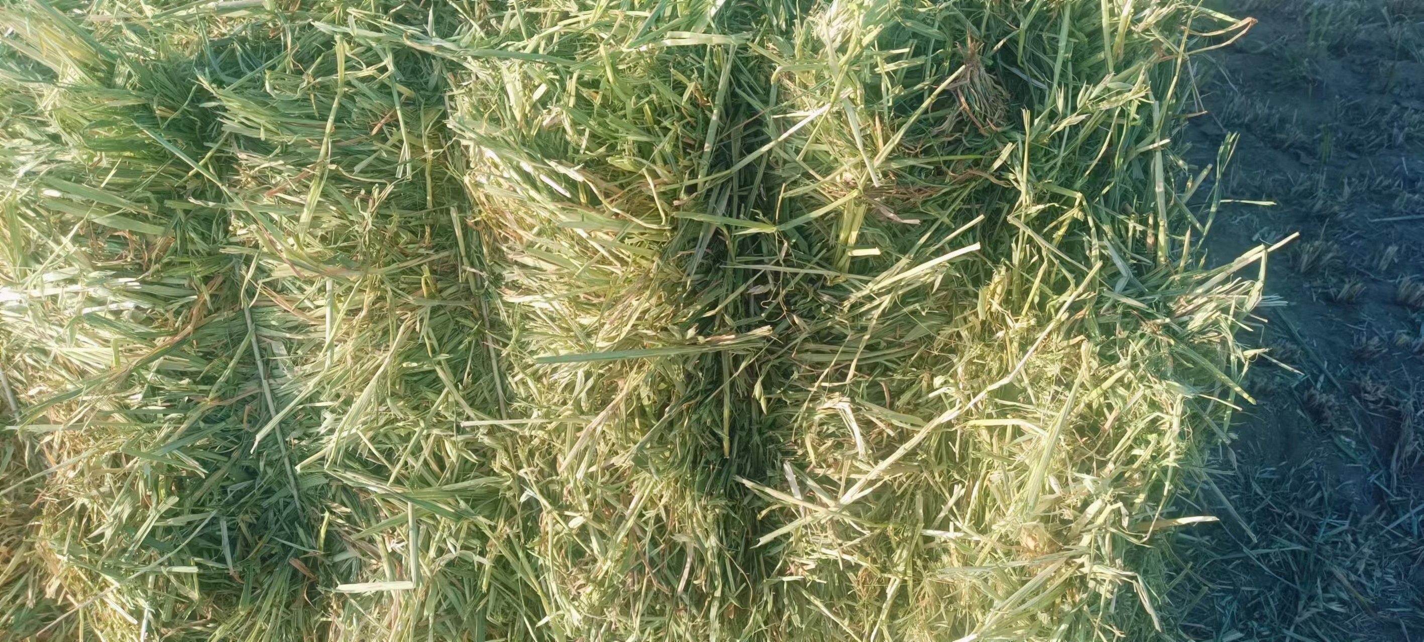 马奶青提选购对比图