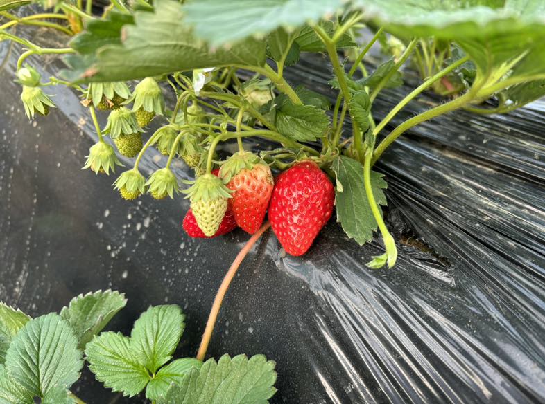 红颜草莓植株特写,展示其典型的红色果梗与成熟果实的自然生长状态 特写镜头下的红颜草莓,果梗明显呈紫红色,连接饱满鲜红的果实,背景为清晨带露水的草莓田