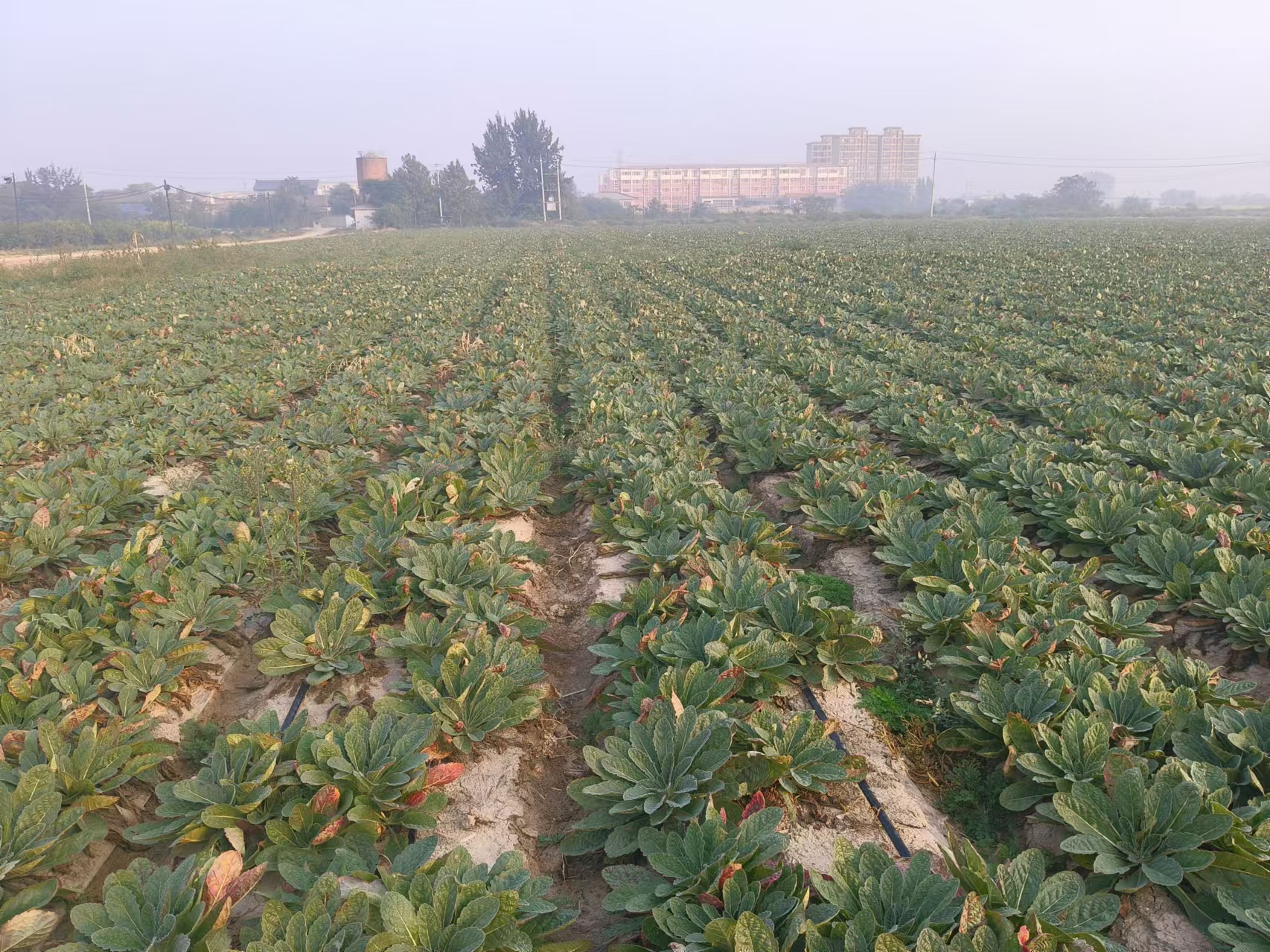 熟地黄种植田实景