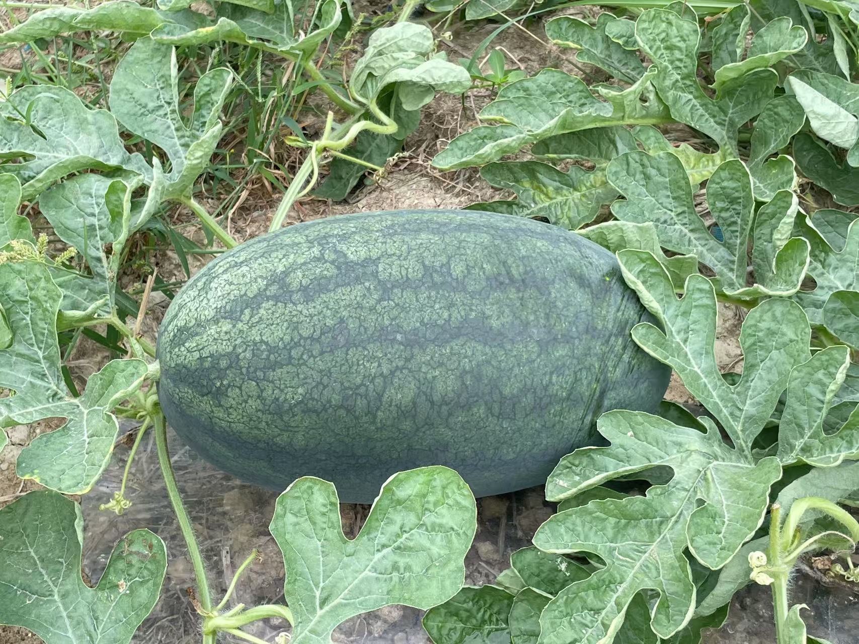 一片绿意盎然的西瓜地,成熟的黑美人西瓜静静地躺在泥土上,深绿色近乎墨黑的外皮在阳光照射下泛着光泽,藤蔓自然伸展,叶片饱满,背景为夏季晴朗天空,展现丰收前的田园风光 黑美人西瓜在阳光下的田间生长景象