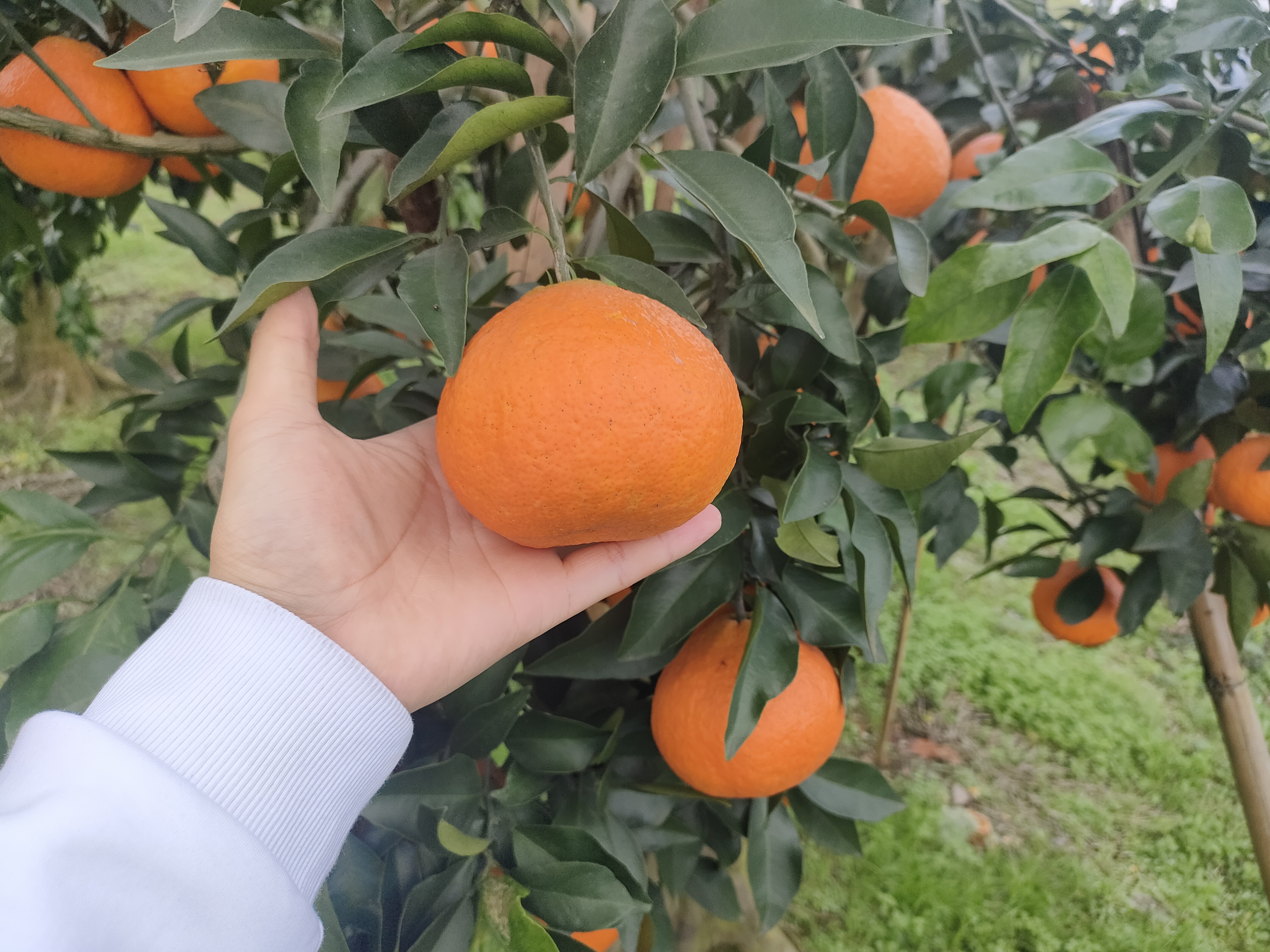 清晨阳光下,果农正在四川蒲江县的爱媛橙果园中手工采摘成熟果实,篮筐里堆满橙红色的爱媛橙,叶片上仍有露珠,体现生态种植环境与人工精挑细选的过程 爱媛橙采摘现场