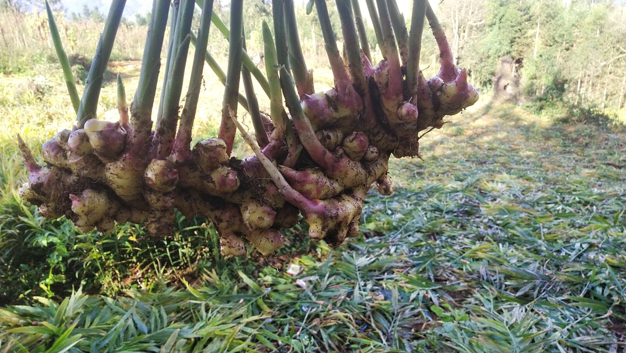 大黄姜田间种植图