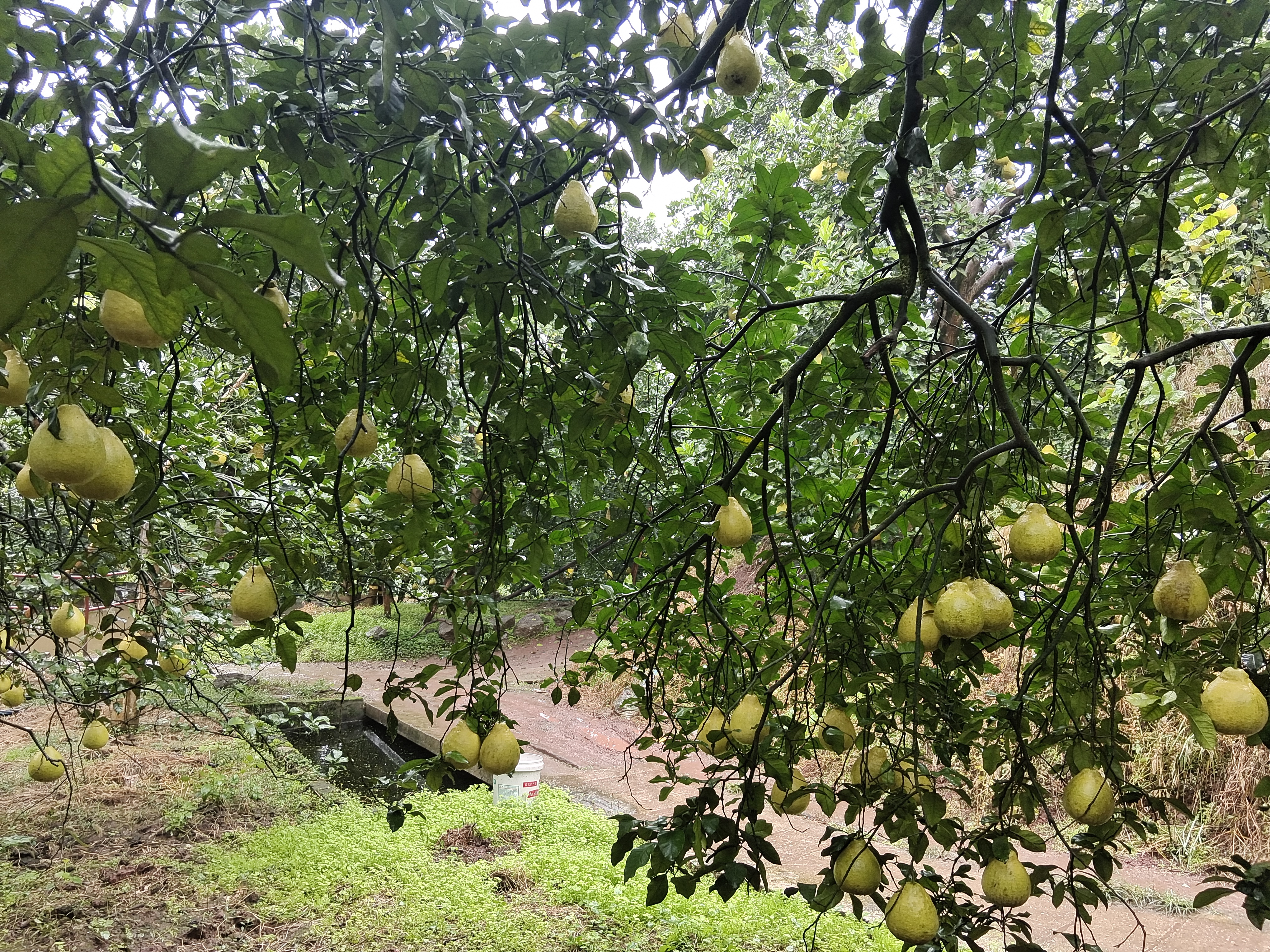 沙田柚艺术插画