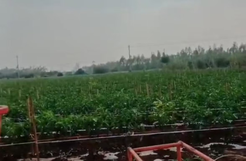 螺丝椒田间种植图