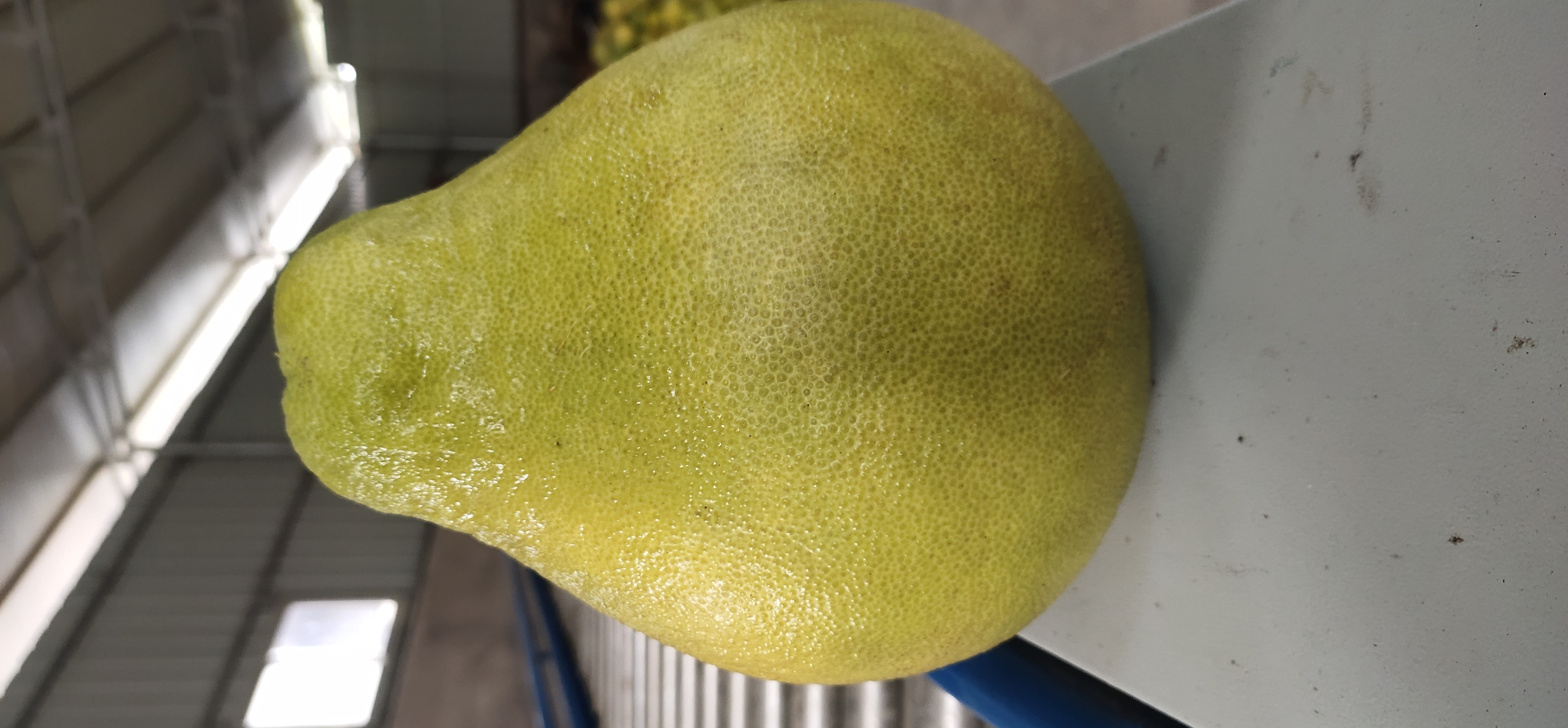 沙田柚果实特写