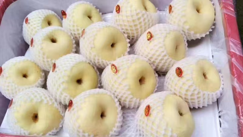 高档红色礼盒装的砀山酥梨整齐摆放于木质桌面上,礼盒正面印有金色字体‘砀山酥梨 Dàngshān Sūlí’及地理标志图案,旁边配有二维码溯源标签和说明书,整体风格大气典雅,适合节日送礼 砀山酥梨礼盒包装展示