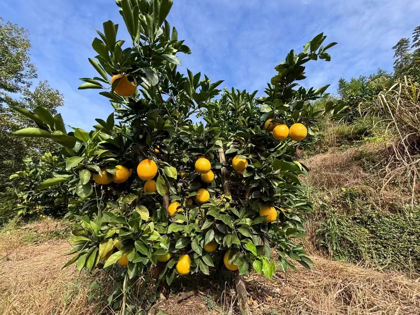 一片阳光照耀下的血橙种植园,树木整齐排列,枝头挂满红绿相间的血橙果实,农民正在采摘,背景是蓝天白云和远处的山丘,展现生态农业场景 血橙果园风光