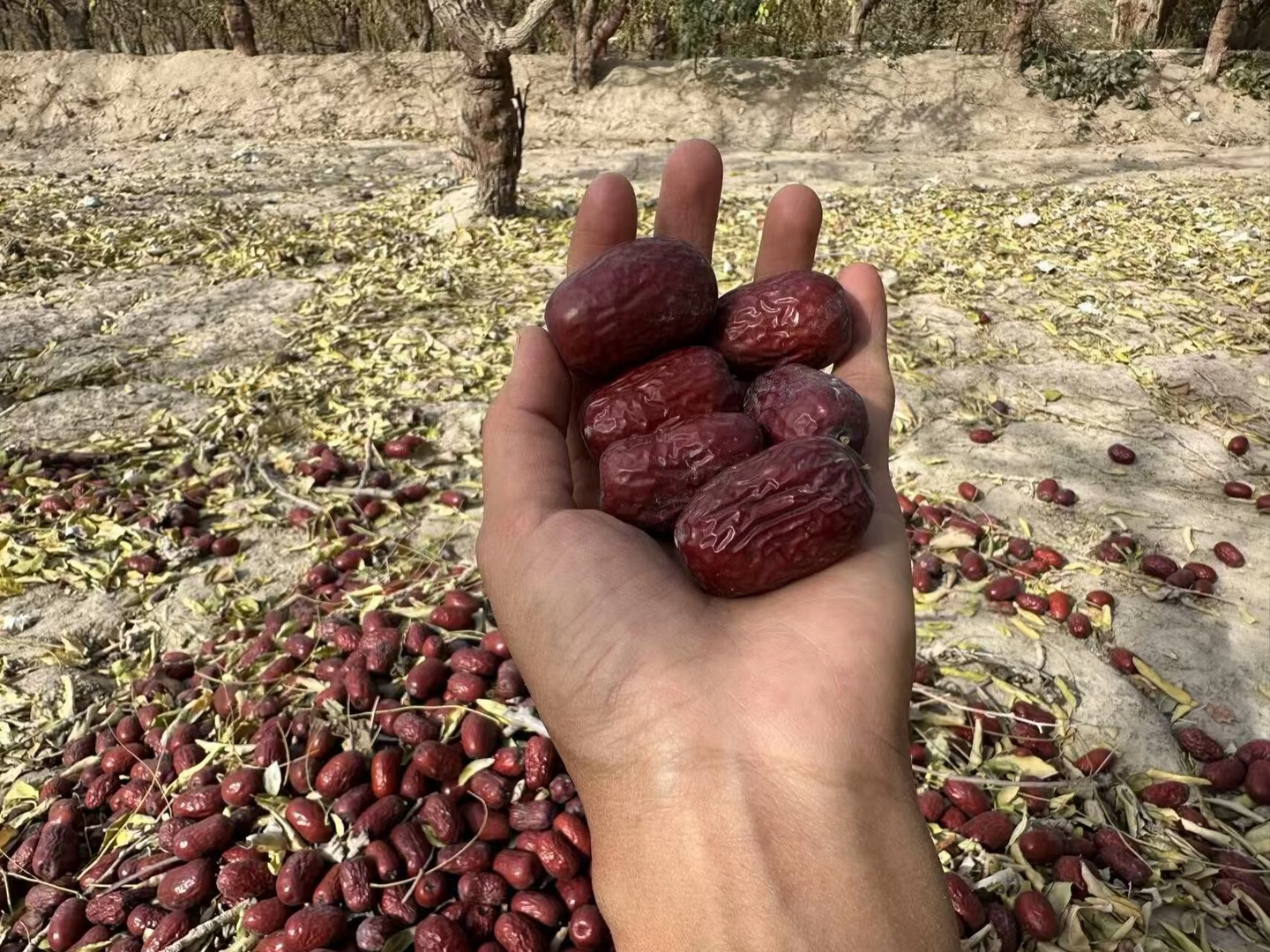 农户在果园中手工采摘鲜枣