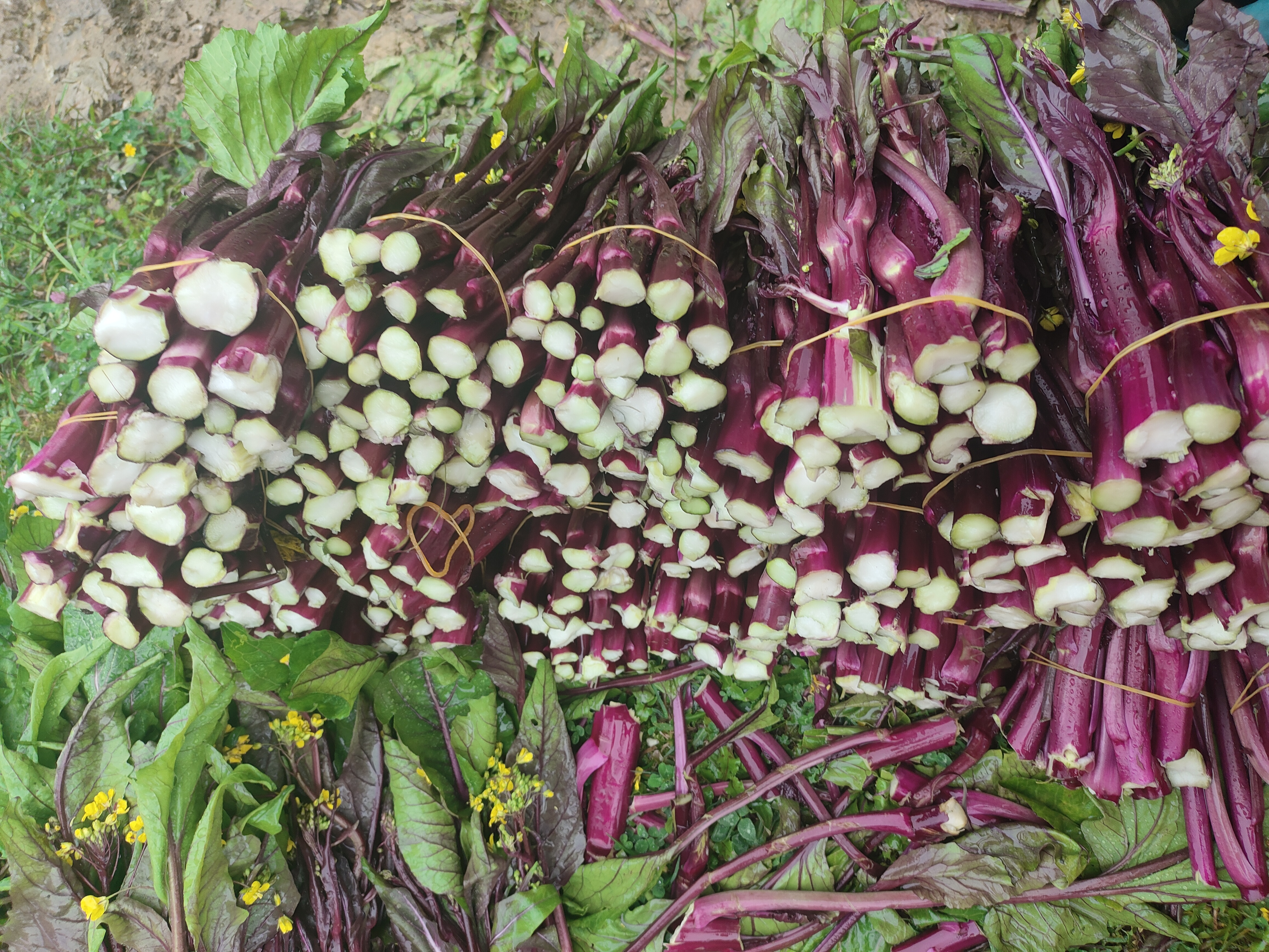 实验室显微镜下观察红菜苔组织切片中的花青素分布