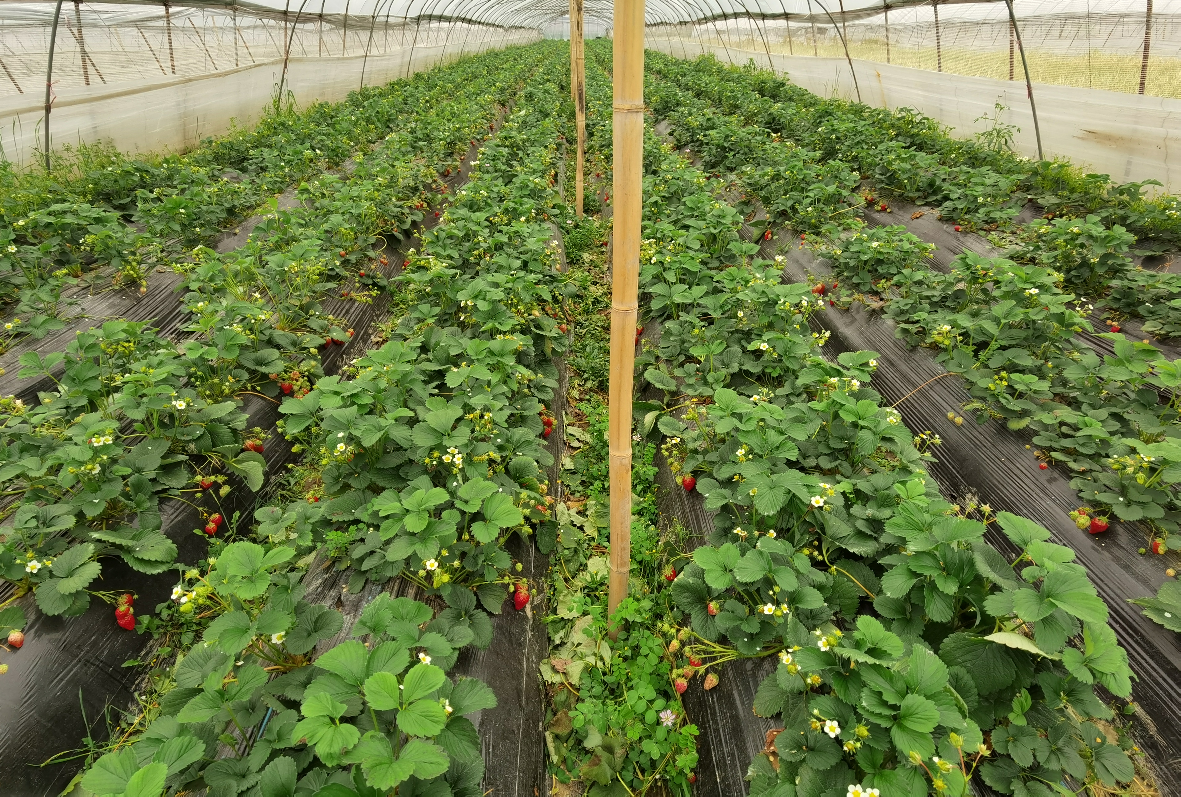 奶油草莓植株特写