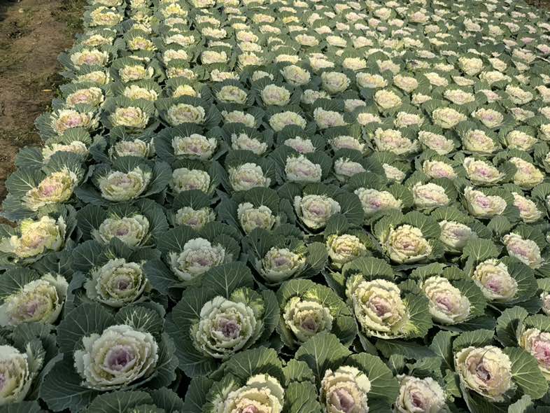 一株完整的羽衣甘蓝,展示其深绿色褶皱叶片与粗壮白色主茎,根部带有少量土壤,背景为田园菜园环境 羽衣甘蓝整株特写