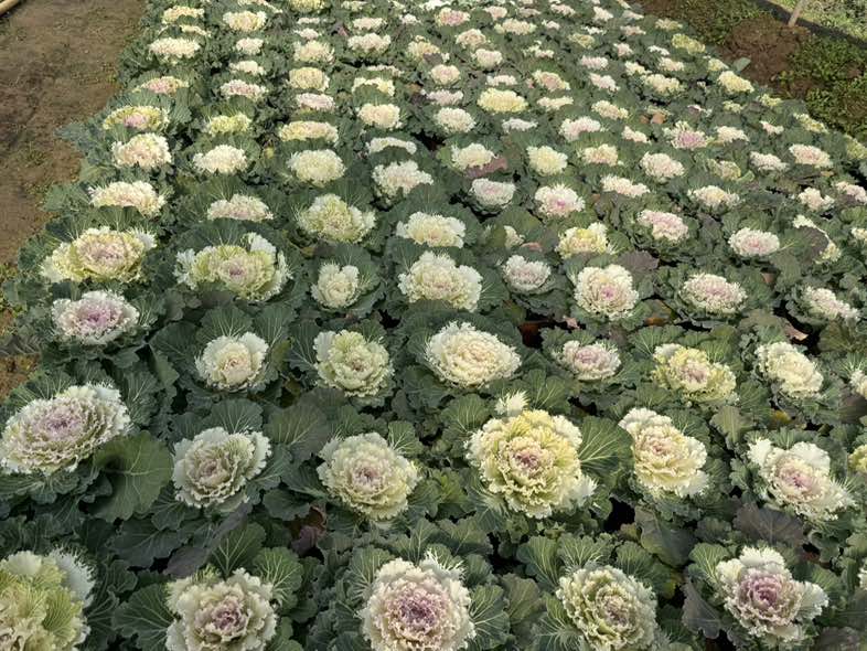 羽衣甘蓝田间定植布局示意图