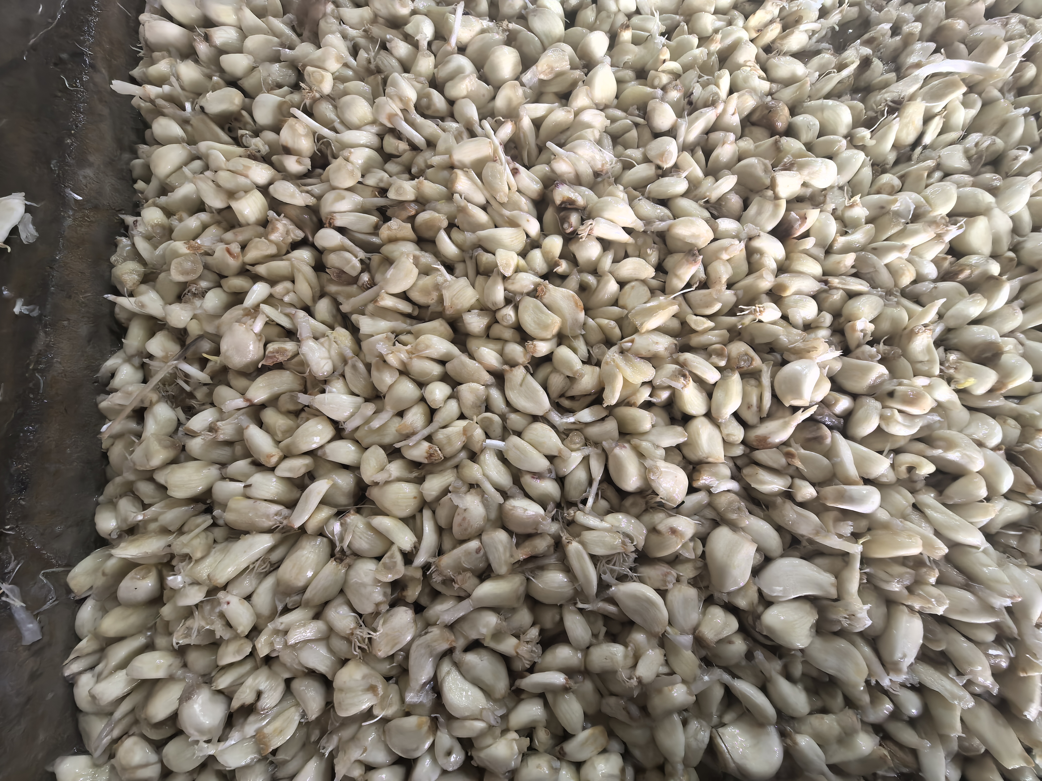 使用多功能料理机制作蒜泥的场景展示 多功能料理机处理蒜泥