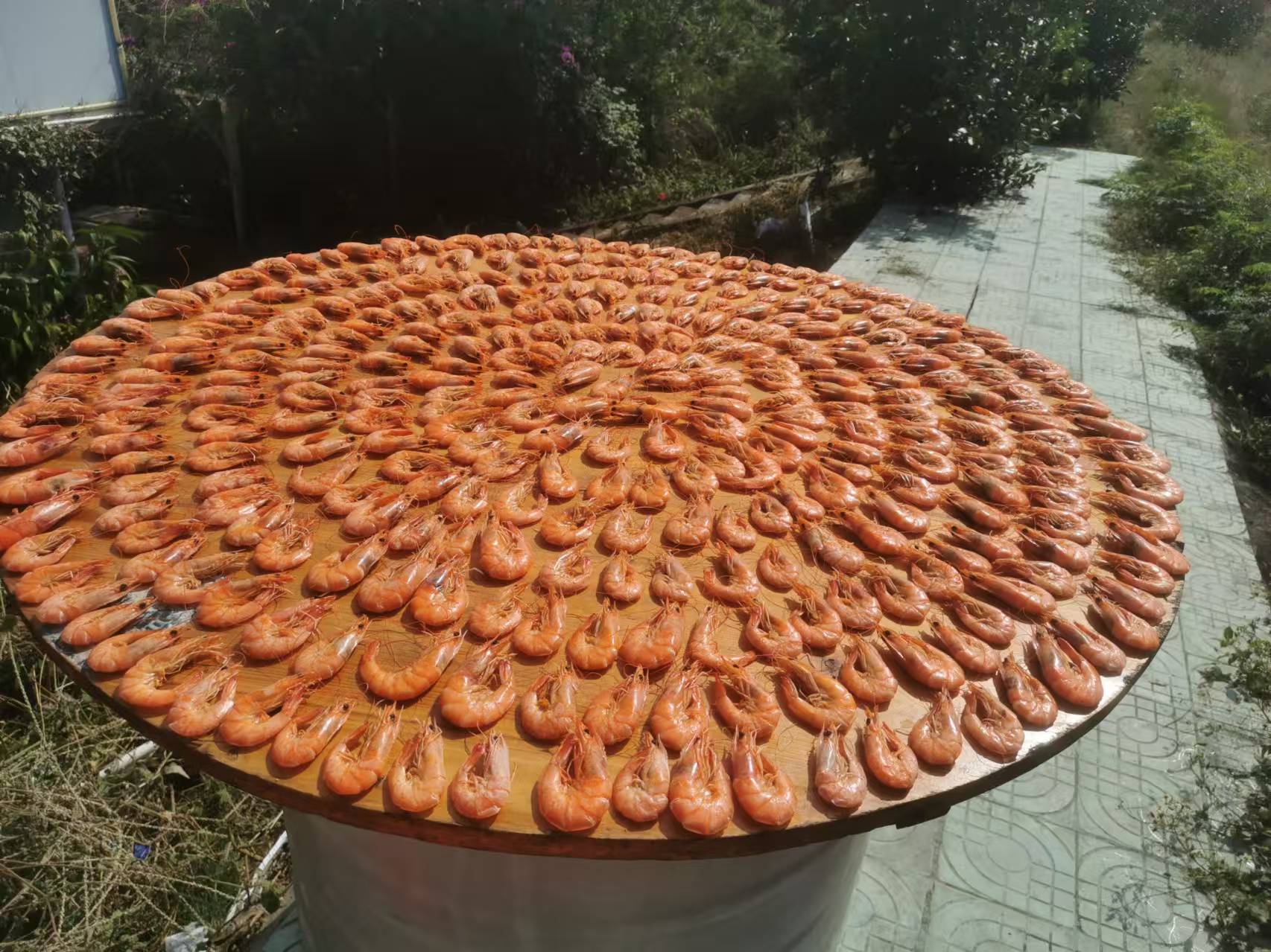 一张中式圆桌的宴席场景,中央摆放着一盘刚出锅的清蒸对虾,虾身弯曲成优美的弧线,颜色鲜红发亮,点缀着绿色葱丝和姜片。其他菜肴环绕四周,家人围坐举杯庆祝,营造出浓厚的节日氛围,展现对虾在传统宴席中的重要地位 节日宴席上摆放着一盘红亮诱人的清蒸对虾
