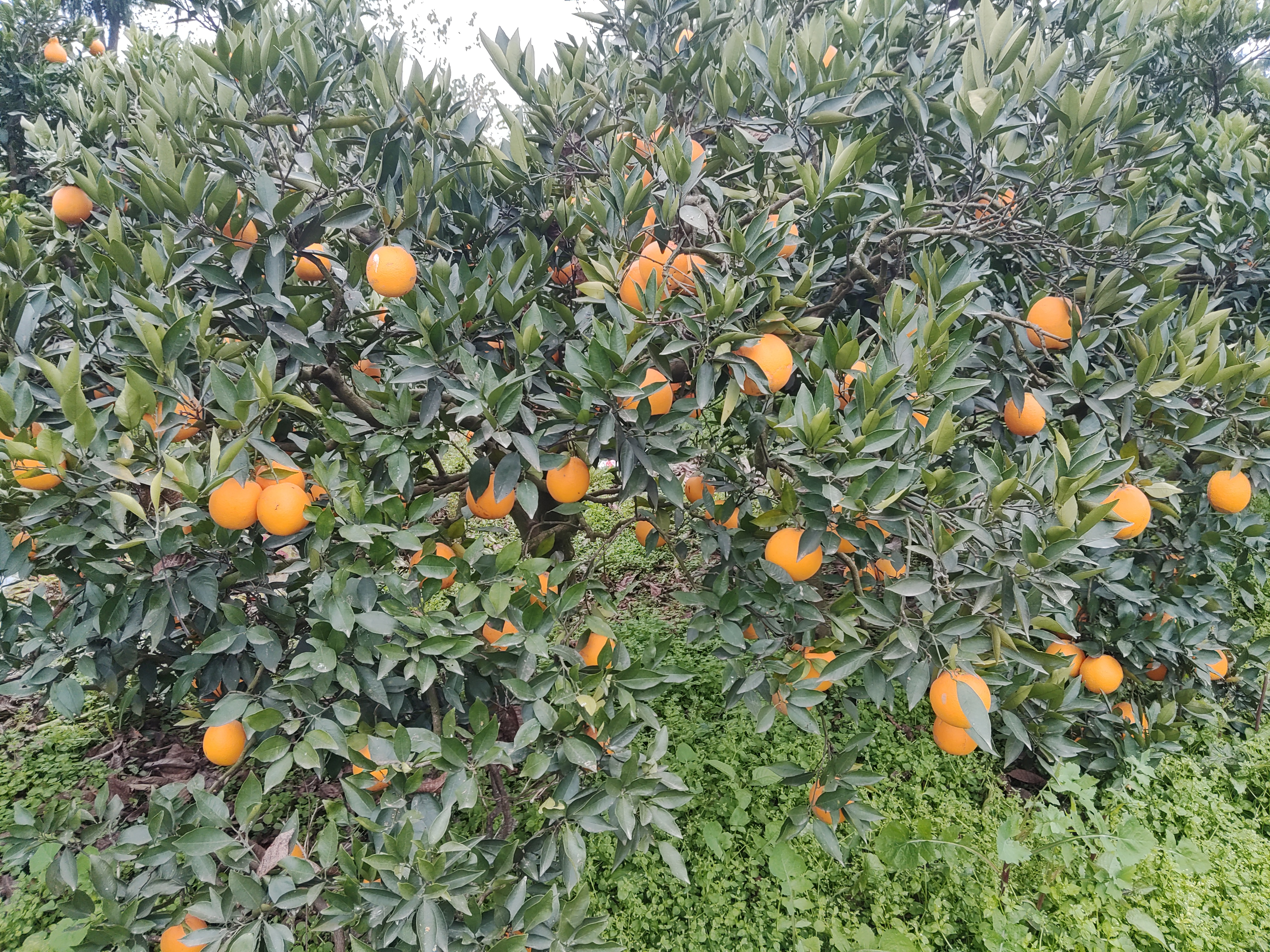 金堂脐橙采摘园实景图