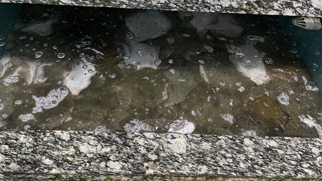 家庭暂养多宝鱼水族箱 setup