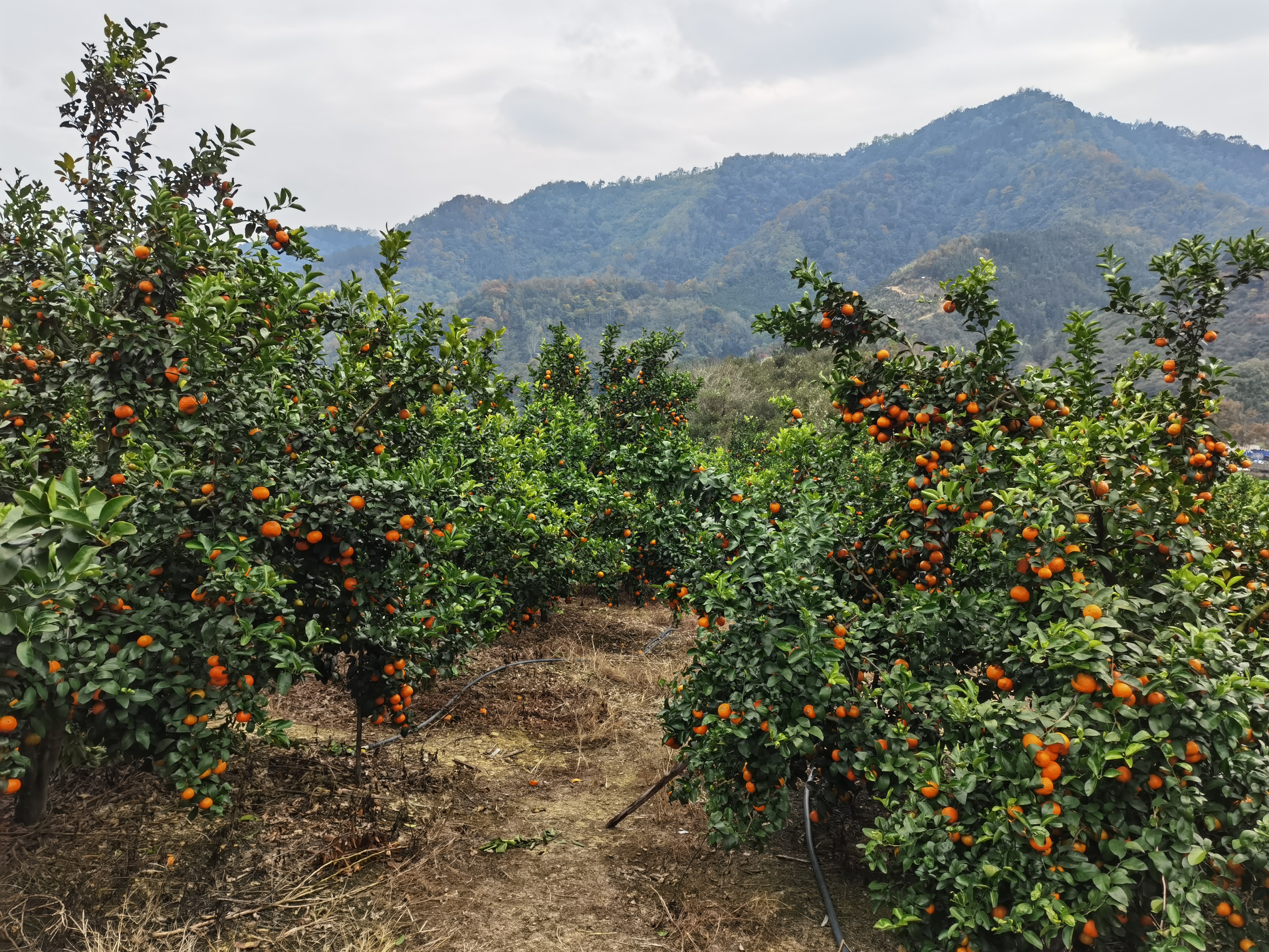 一片郁郁葱葱的沙糖桔果园,阳光透过树叶洒落在枝头,成串的沙糖桔挂在绿叶之间,果实呈橙红色,颗粒分明,每一颗都显得圆润饱满,展现出丰收景象 果园中挂满沙糖桔的果树特写