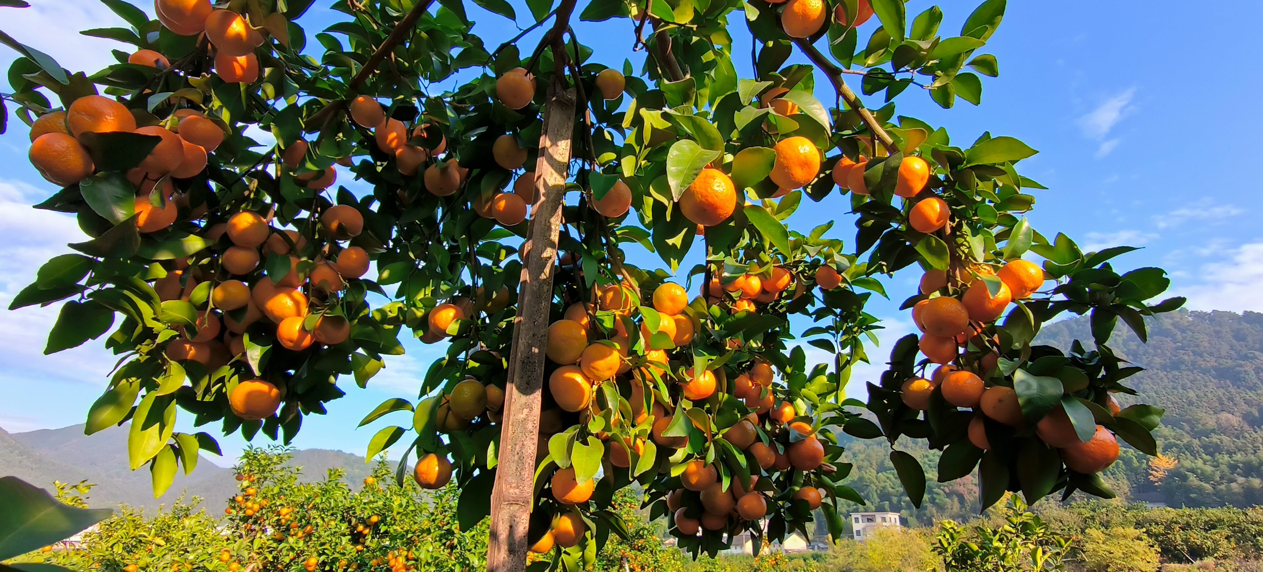 沙糖桔果园全景图