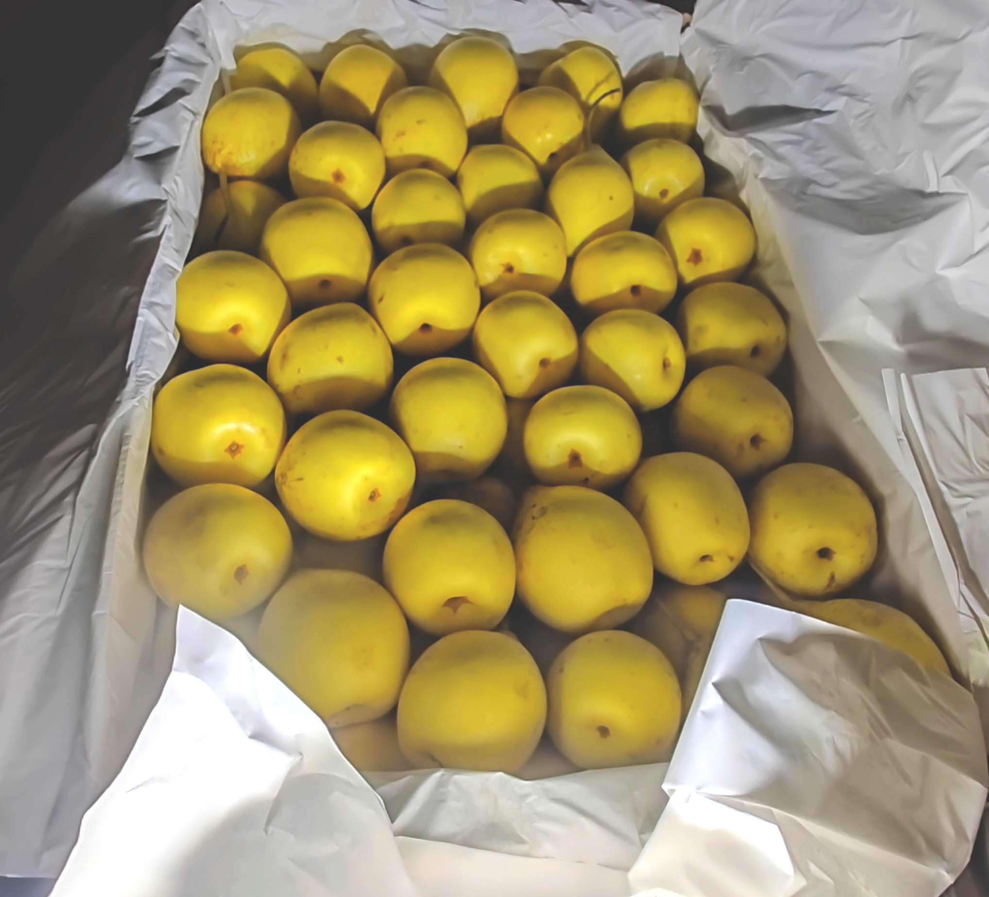 新鲜采摘的黄金梨被整齐放入纸箱中,准备入库冷藏 黄金梨包装与储存