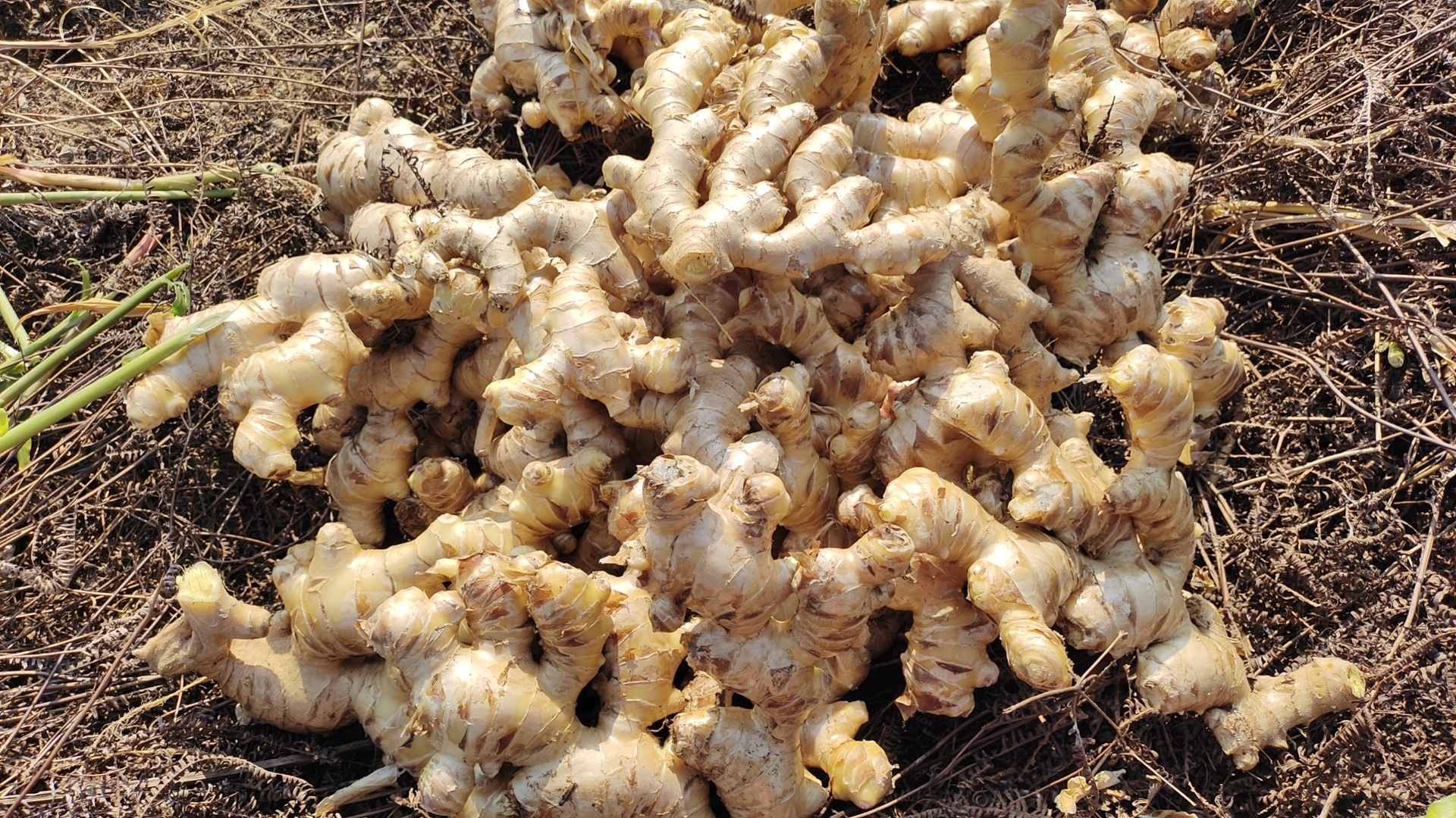 乡村田野边的姜窖子入口,旁边堆着新鲜的子姜 子姜与姜窖子的乡村场景