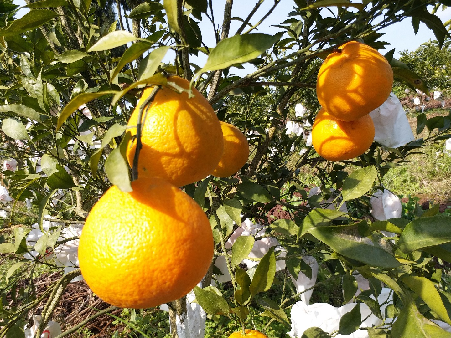 春见柑桔果园实景图