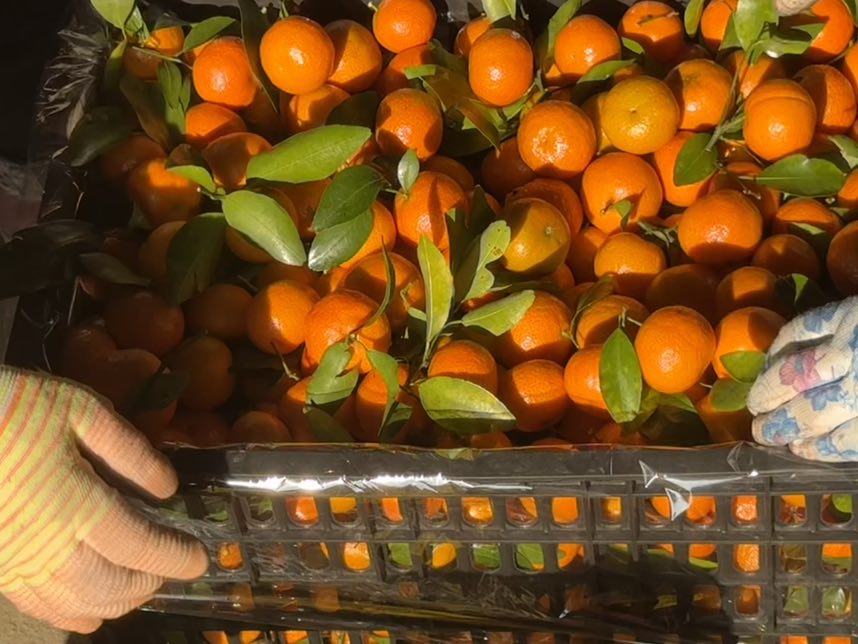 果农正在果园中采摘成熟的沙糖桔,现场繁忙有序 四会沙糖桔采摘现场