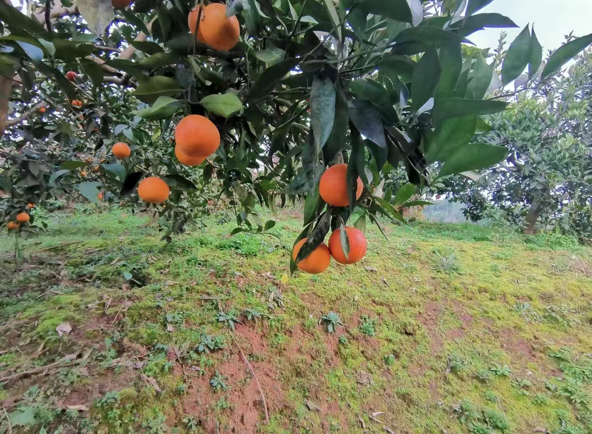 血橙子树冬季防寒与修剪