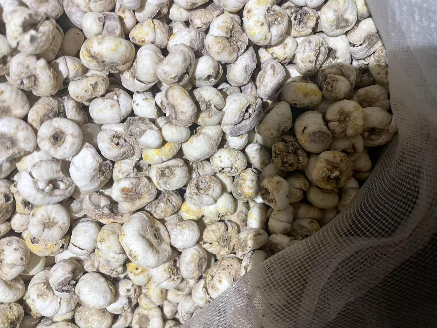 平贝母干燥鳞茎药材图,展示其外观特征 平贝母药材图