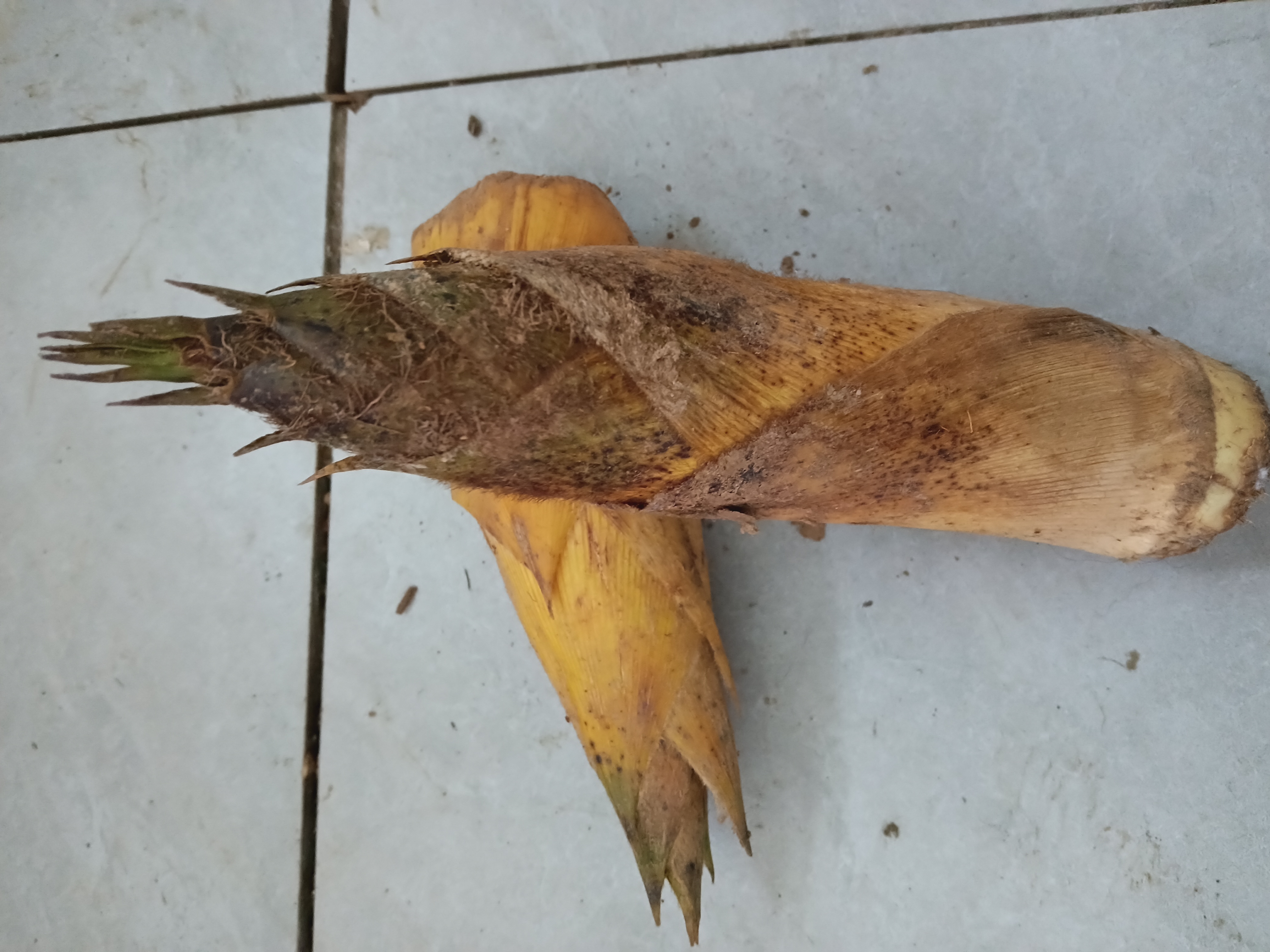 雷竹笋的外形特征