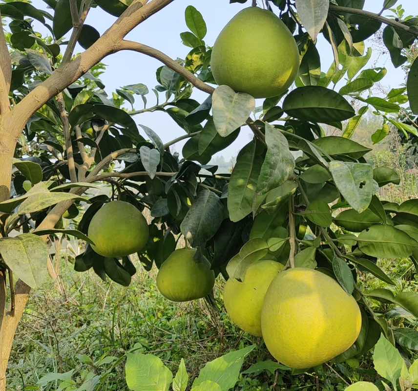 农民在果园采摘成熟蜂糖李特写：手握饱满紫红果实，果面覆薄白霜，背景可见梯田式标准化李园