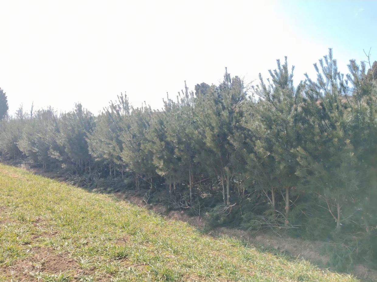 白皮松整体形态展示